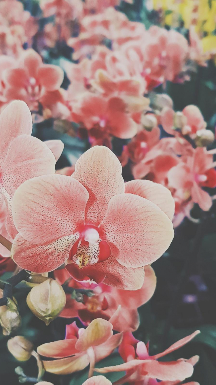 Aesthetic Floral Hd Wallpapers