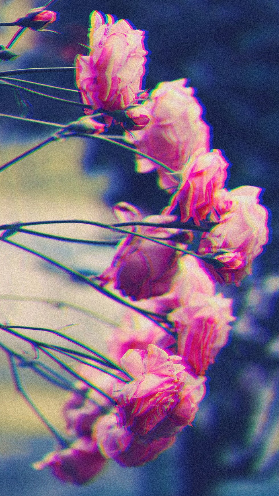 Aesthetic Flower Wallpapers