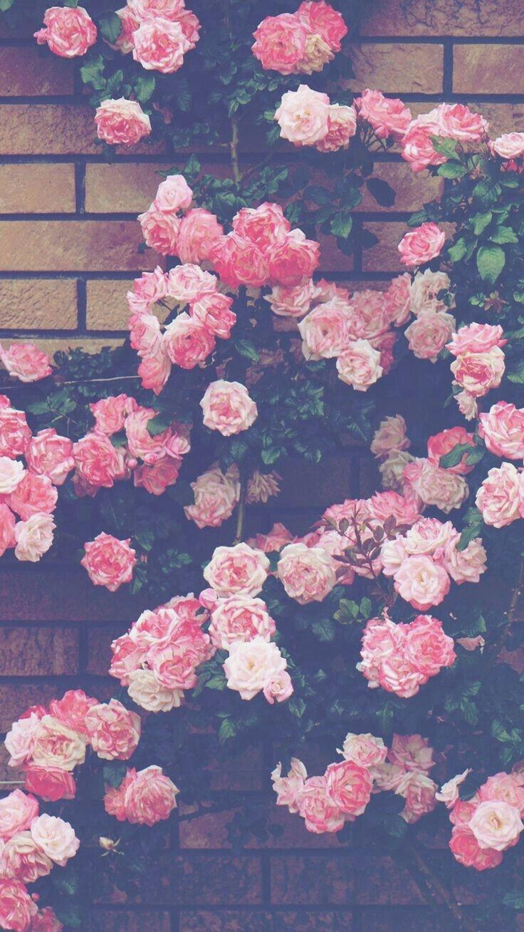 Aesthetic Flower Wallpapers