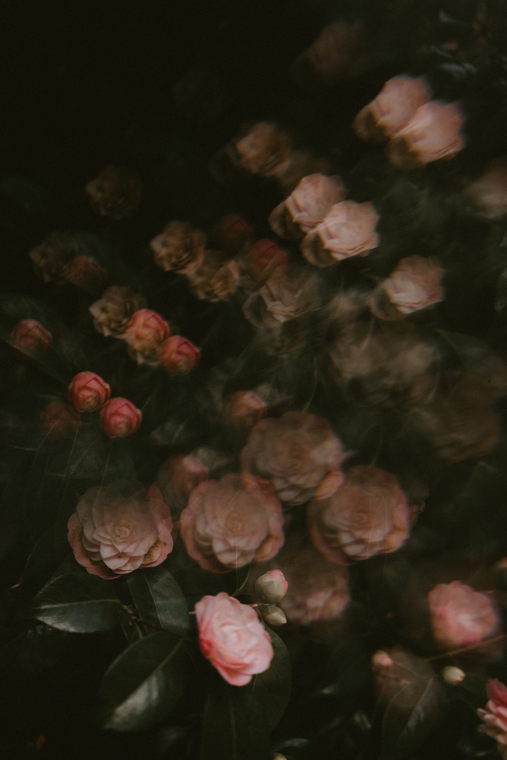 Aesthetic Flower Dark Wallpapers