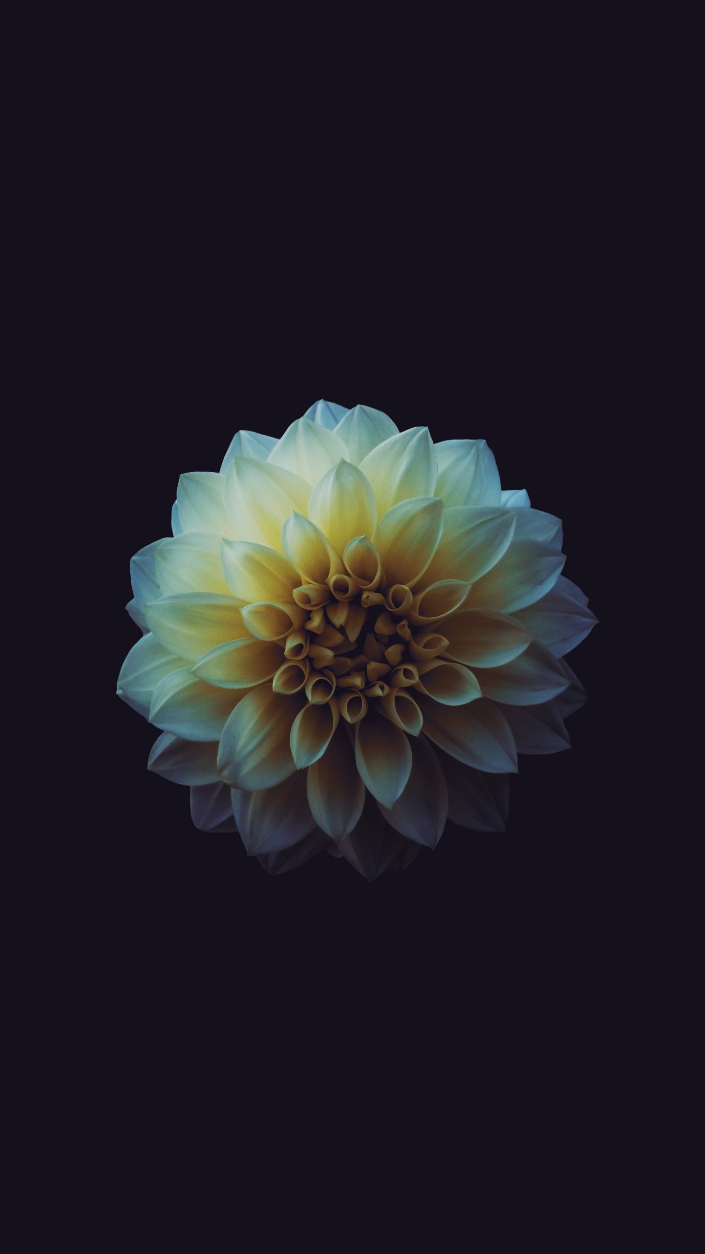 Aesthetic Flower Dark Wallpapers