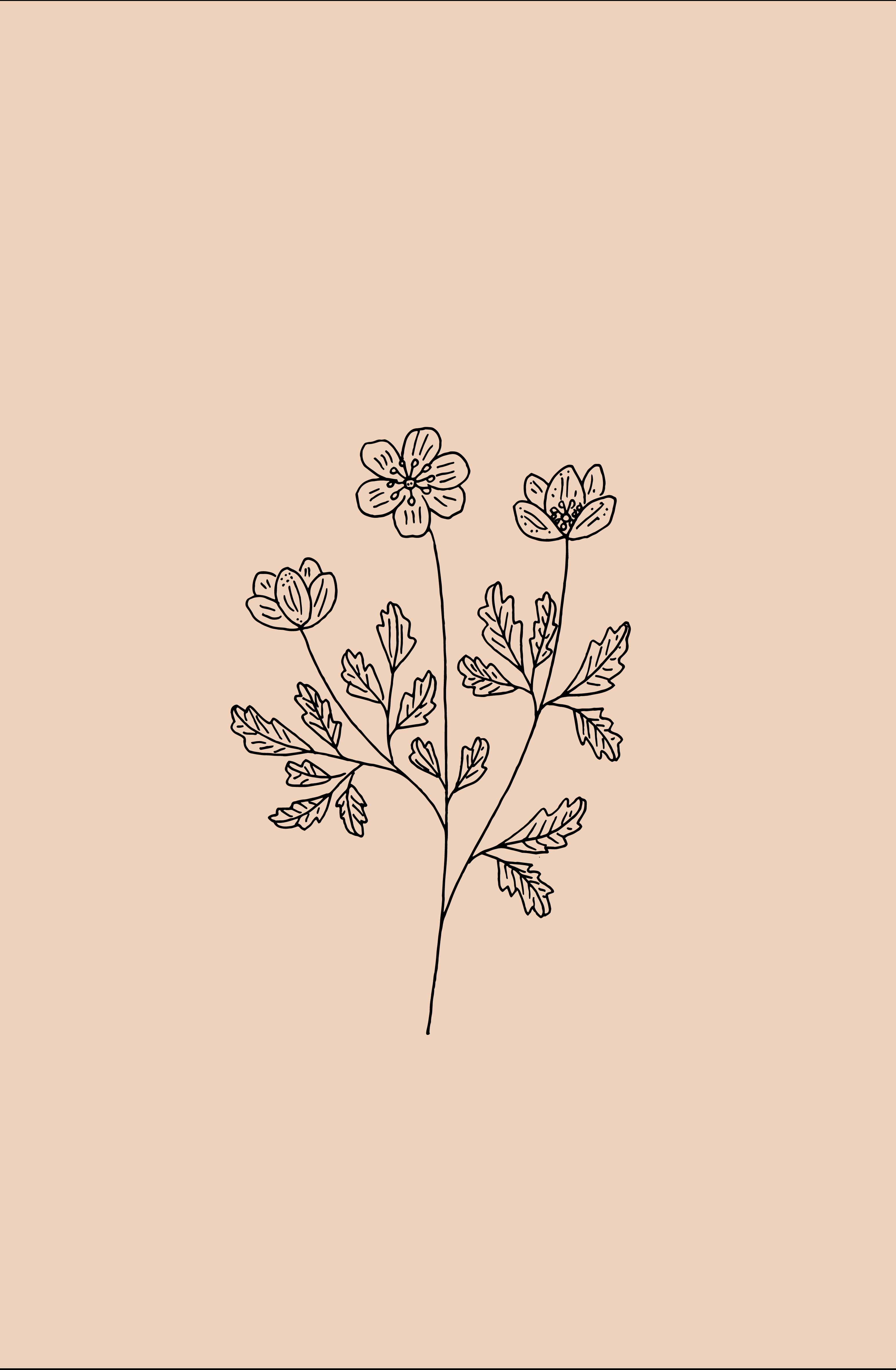 Aesthetic Flower Drawing Wallpapers