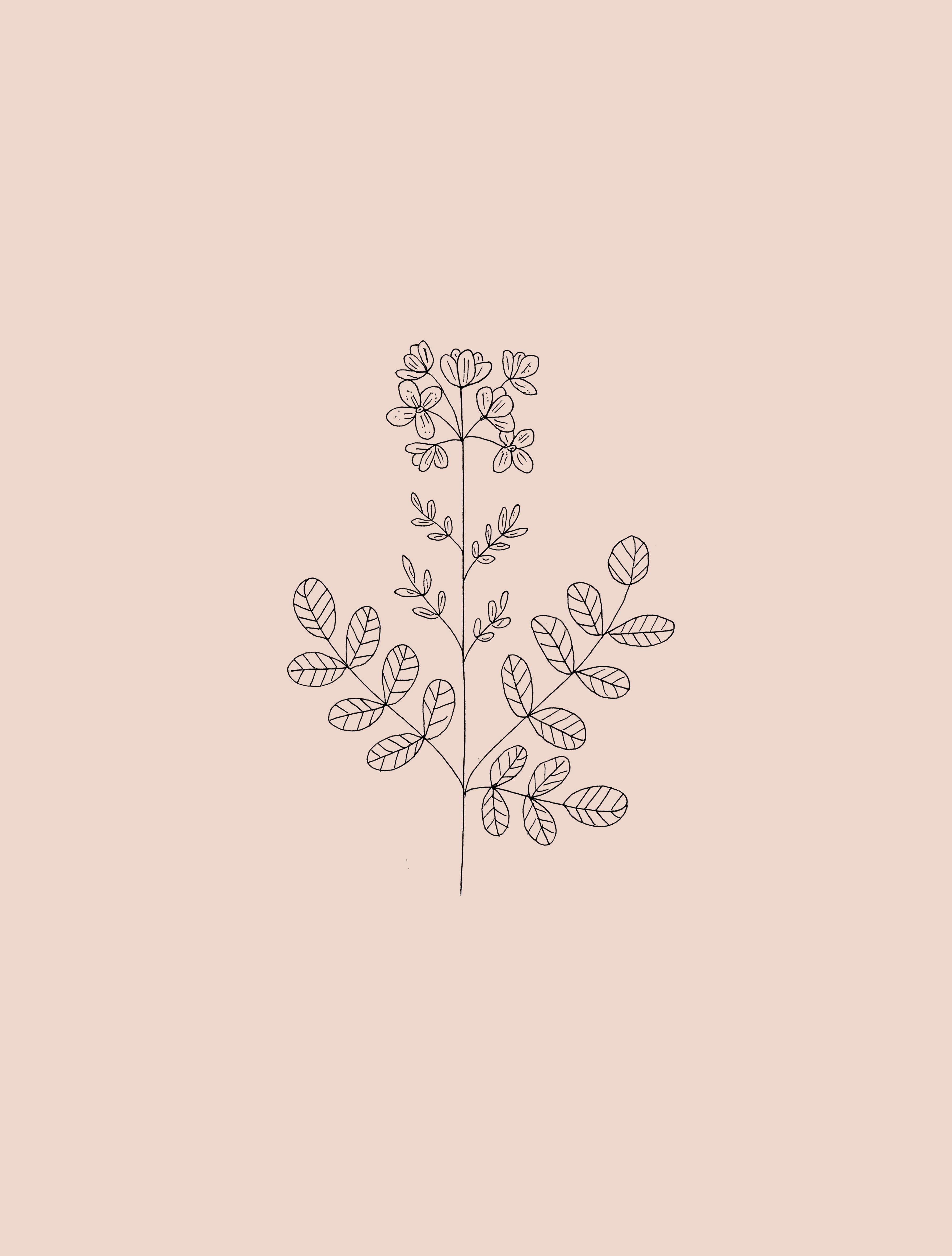 Aesthetic Flower Drawing Wallpapers