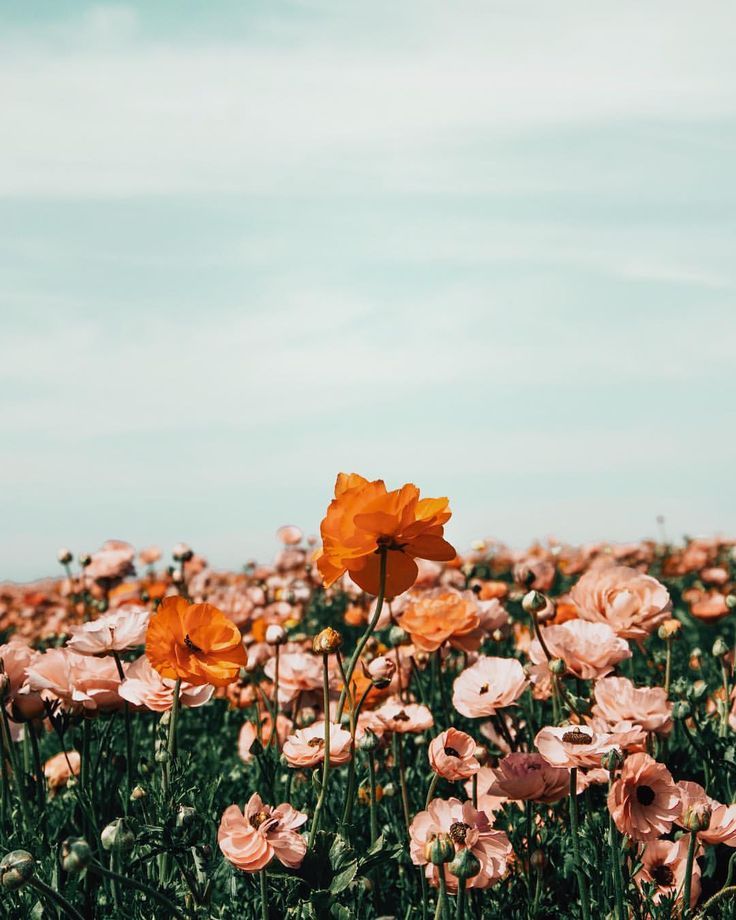 Aesthetic Flower Iphone Wallpapers