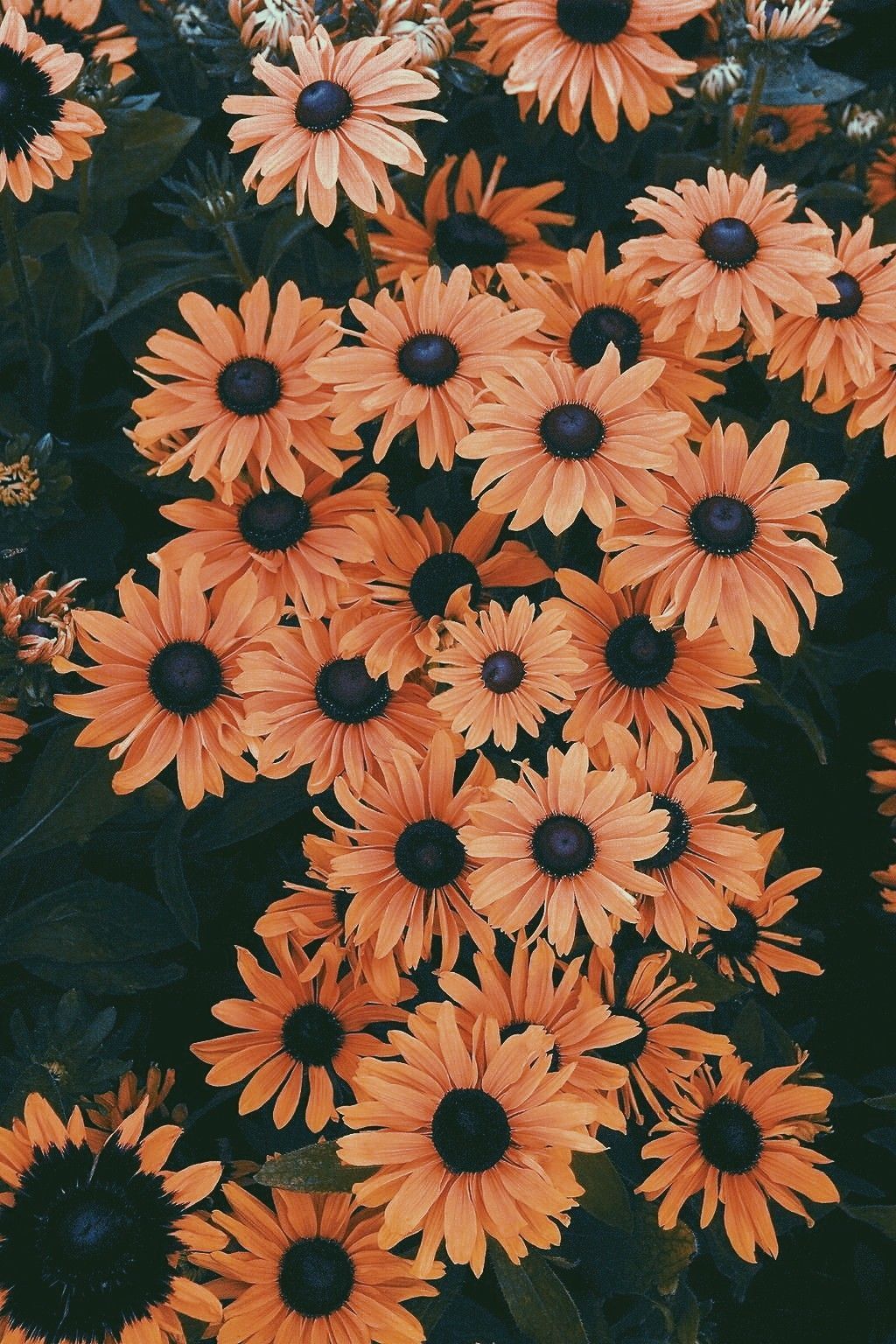 Aesthetic Flowers Iphone Wallpapers