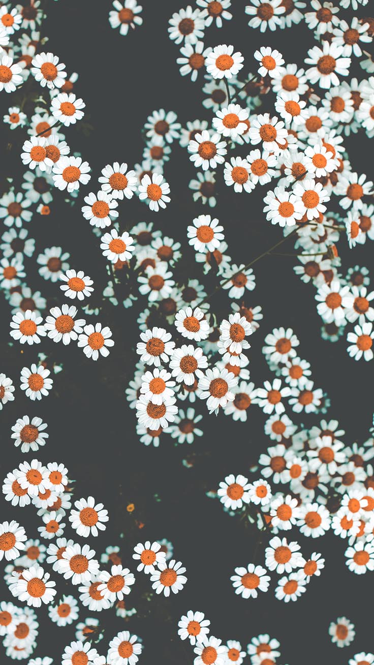 Aesthetic Flowers Iphone Wallpapers