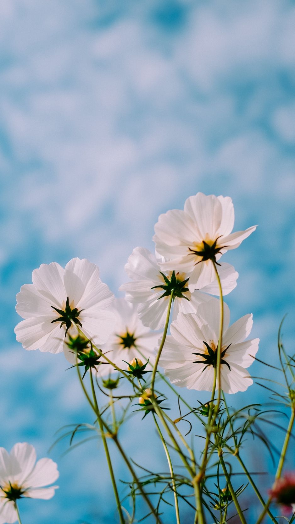 Aesthetic Flowers Iphone Wallpapers