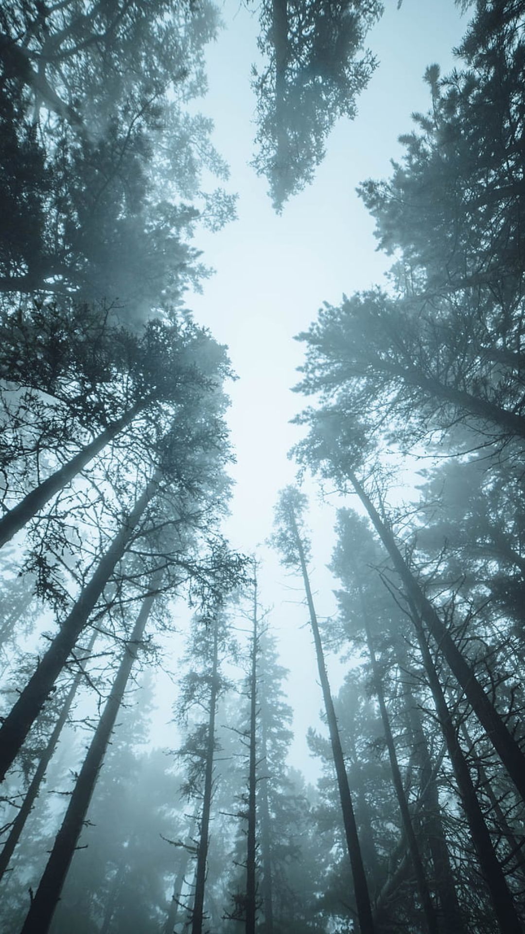 Aesthetic Foggy Forest Wallpapers