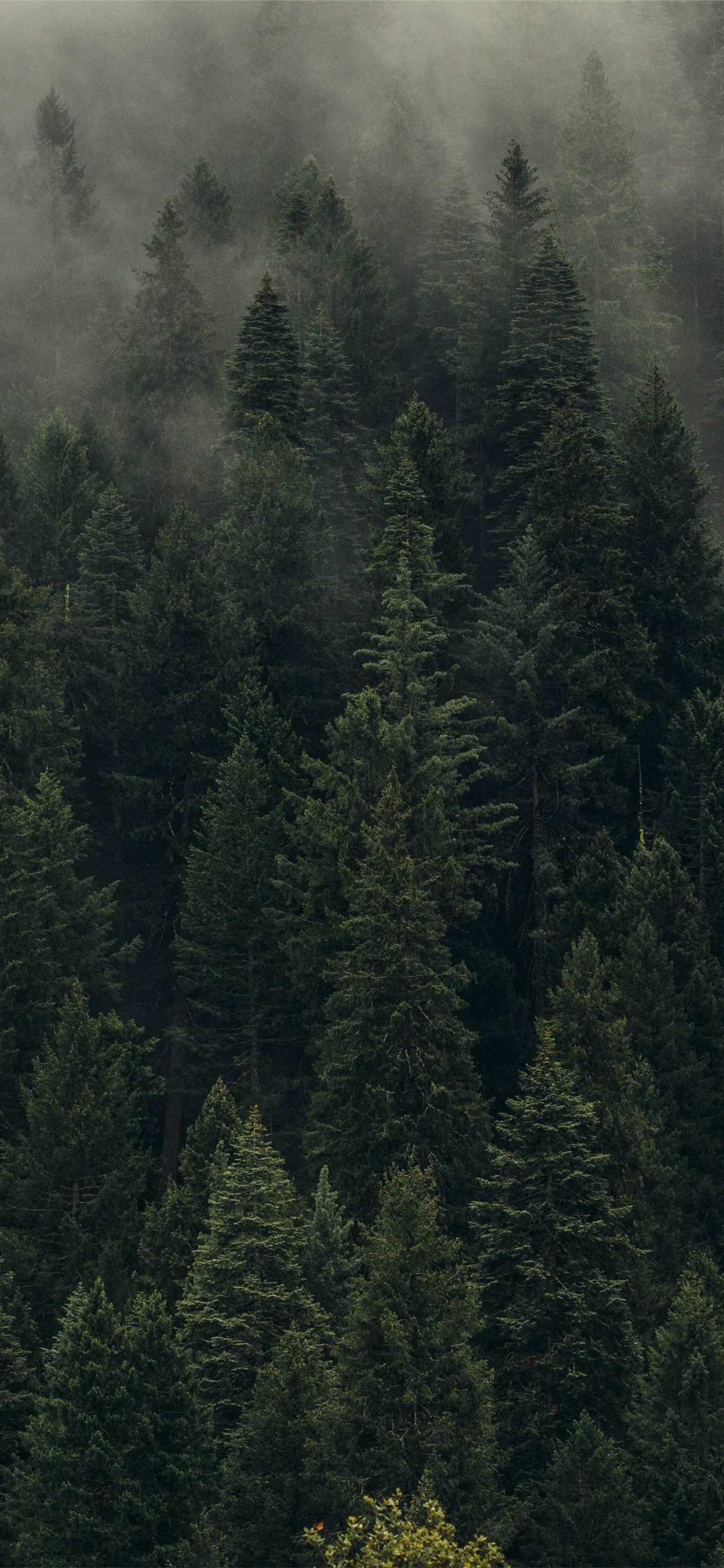 Aesthetic Foggy Forest Wallpapers