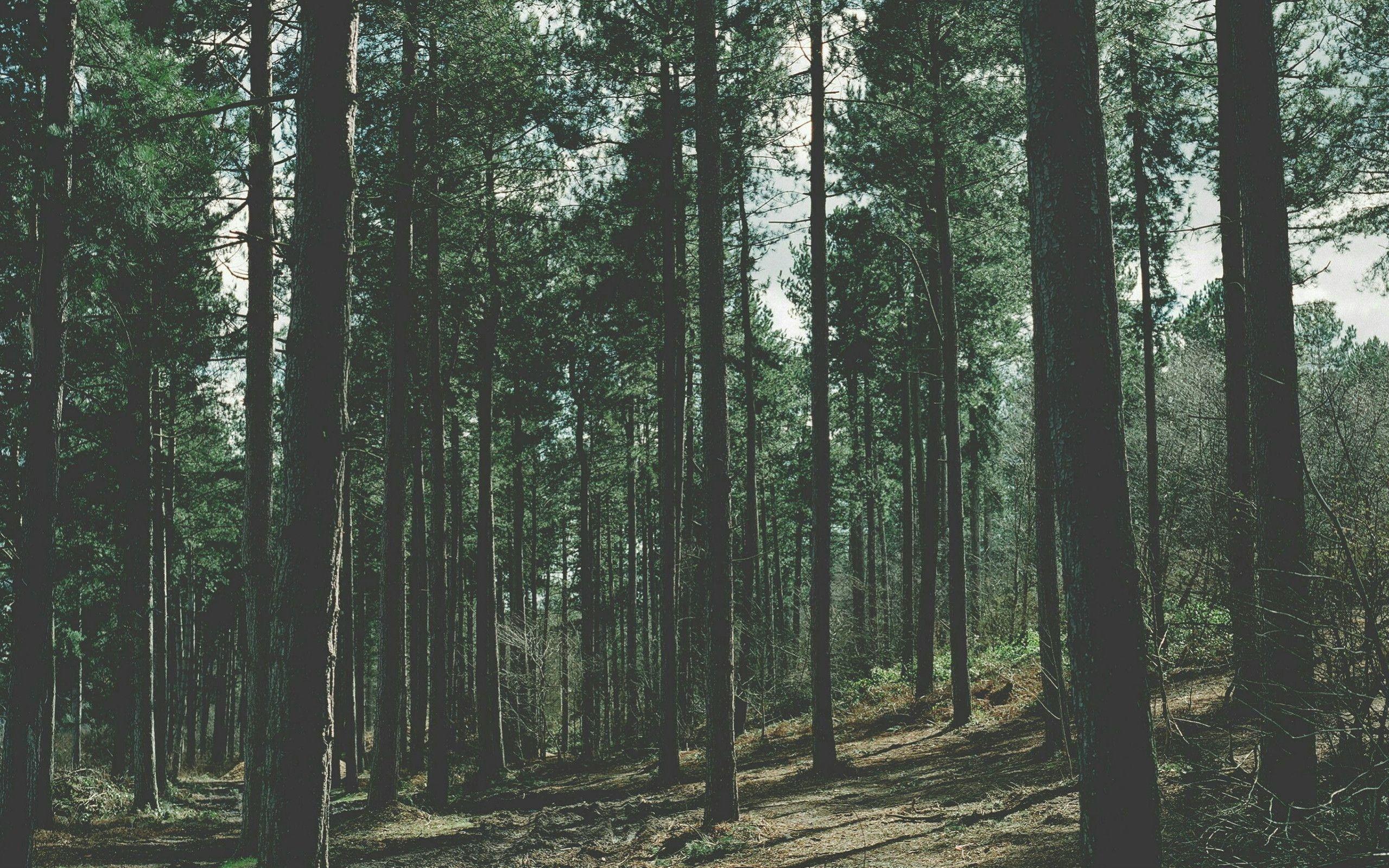 Aesthetic Forest Wallpapers