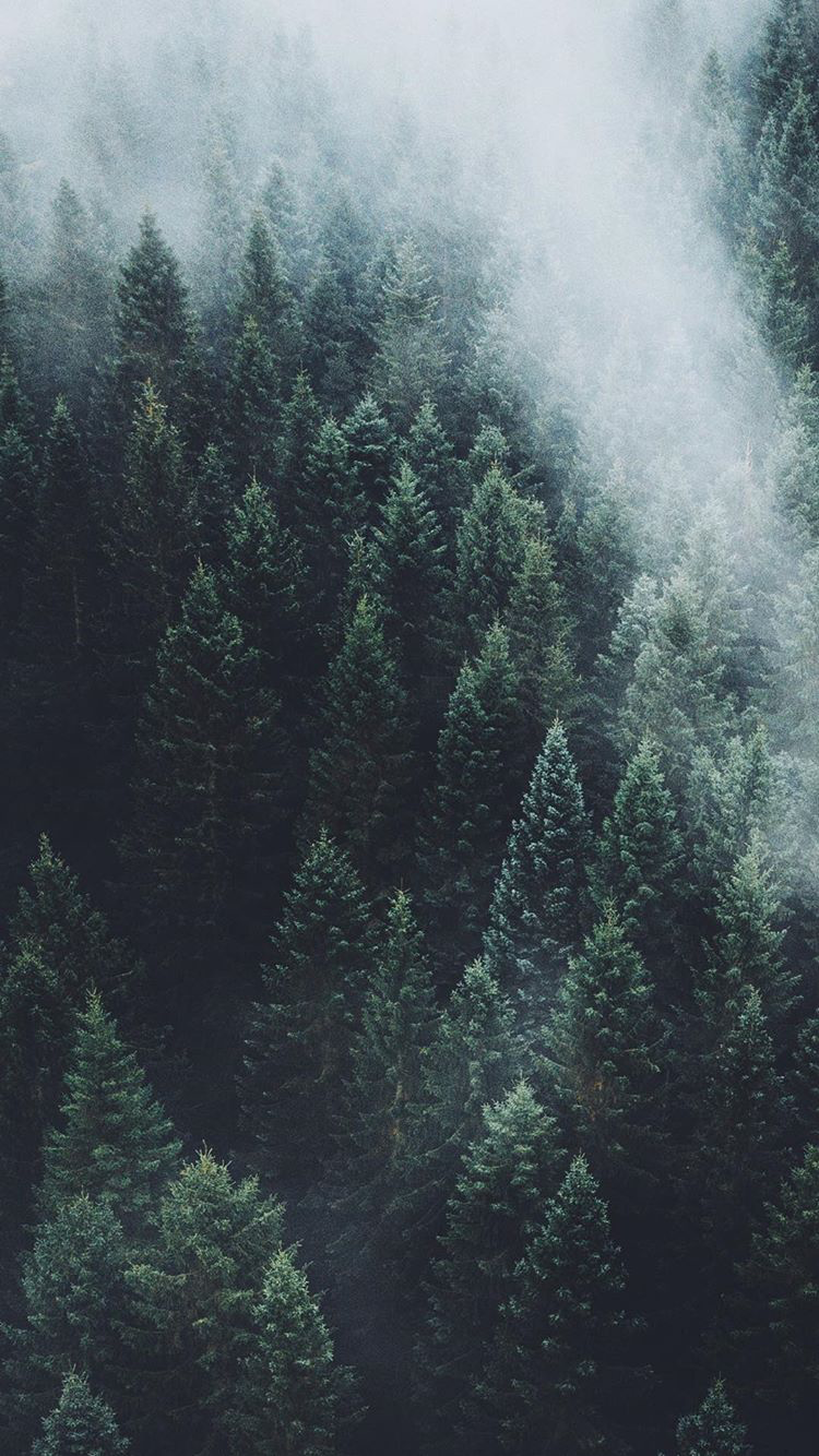 Aesthetic Forest Desktop Wallpapers