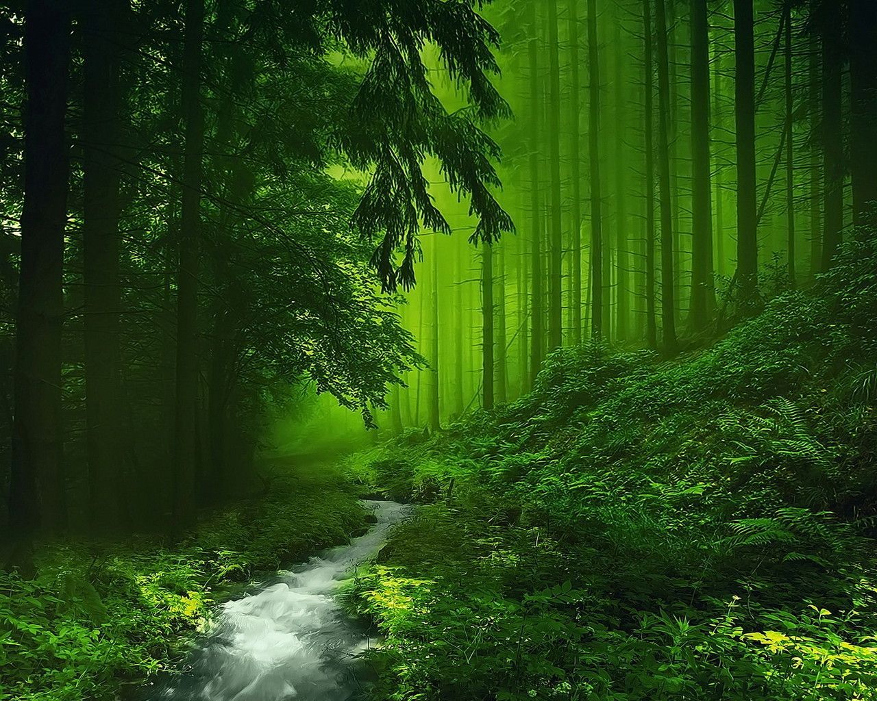 Aesthetic Forest Desktop Wallpapers
