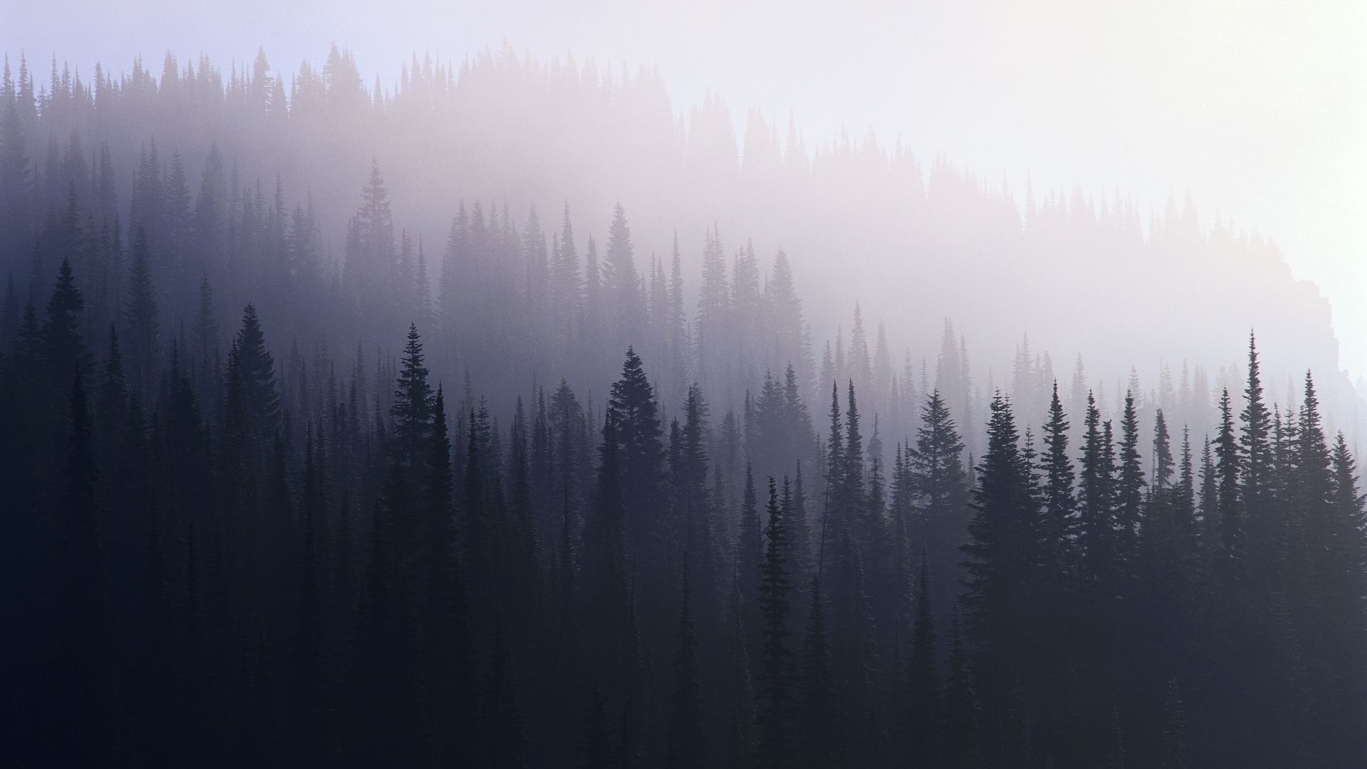 Aesthetic Forest Desktop Wallpapers