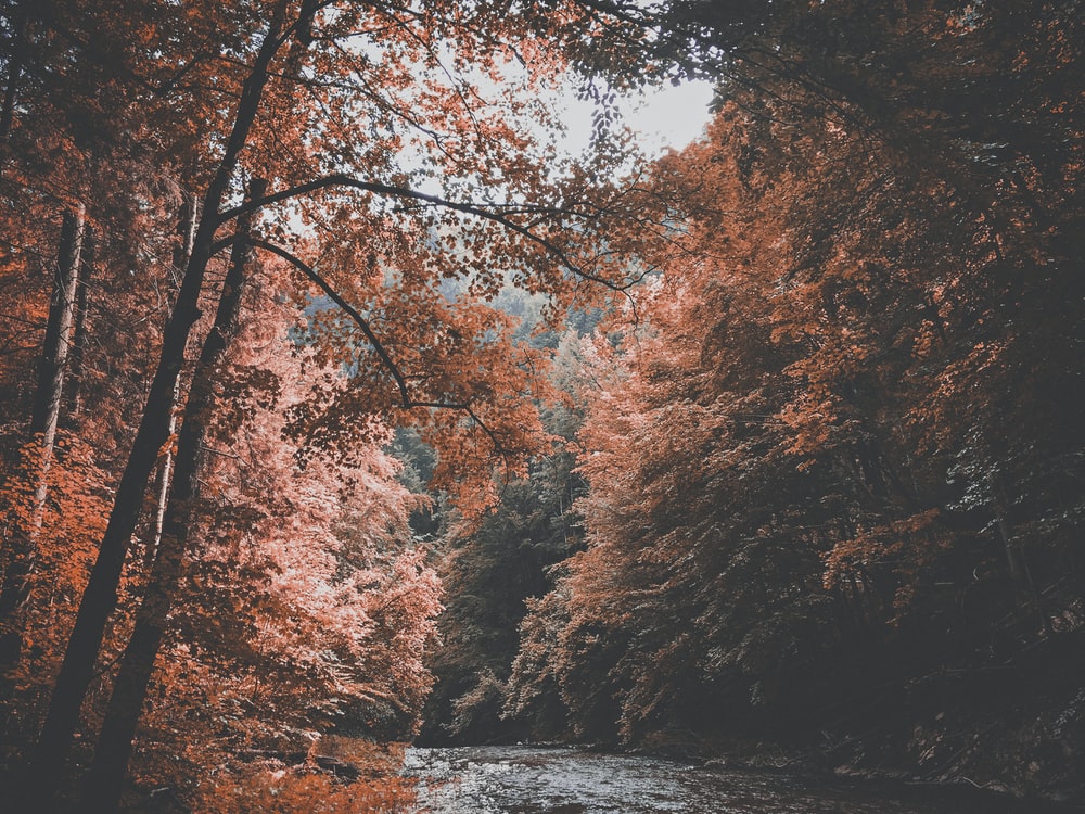 Aesthetic Forest Desktop Wallpapers