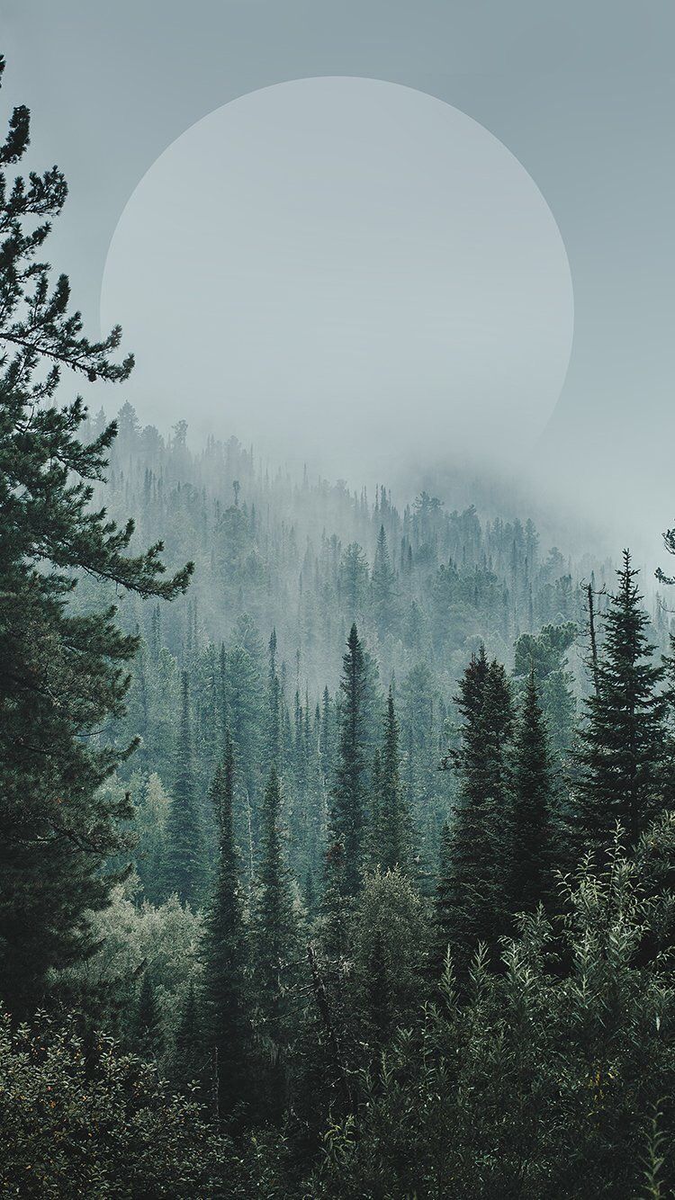 Aesthetic Forest Hd Wallpapers