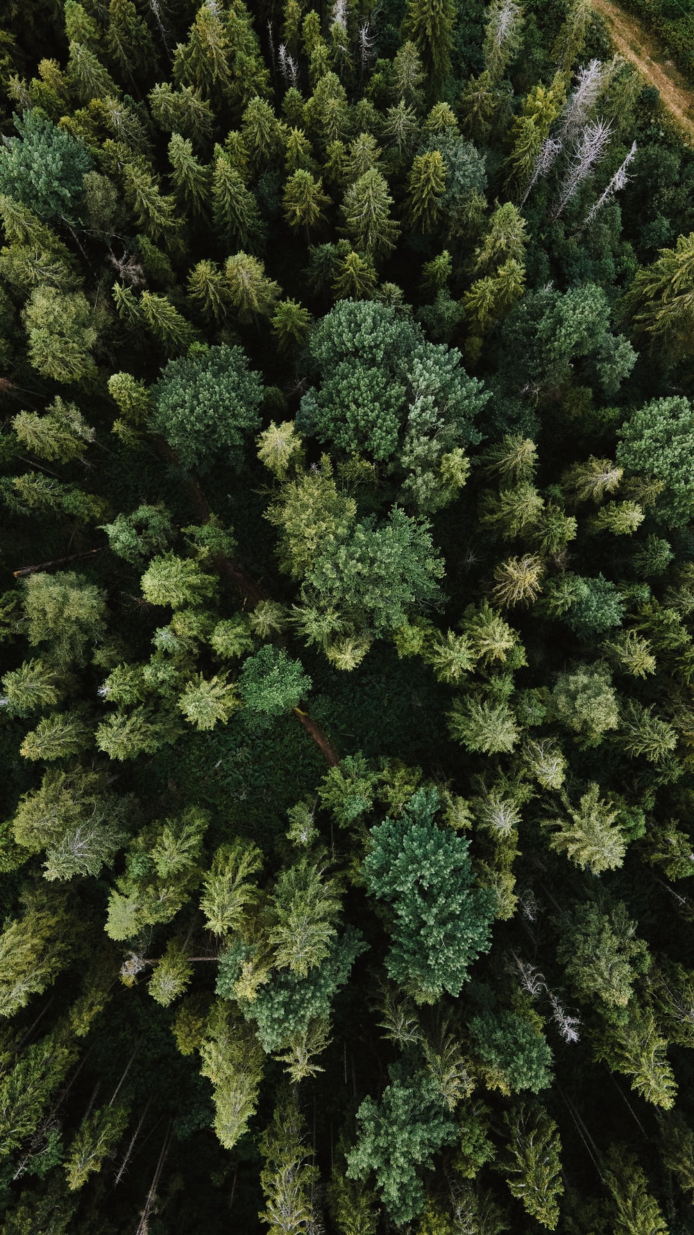 Aesthetic Forest Hd Wallpapers