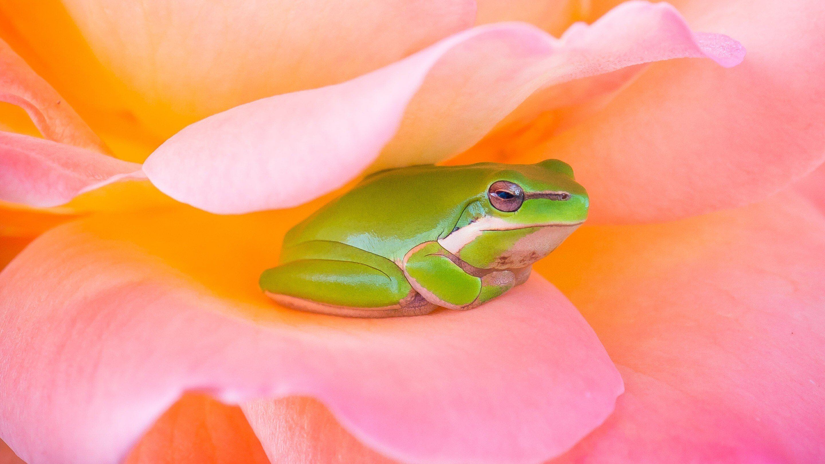 Aesthetic Frog Wallpapers