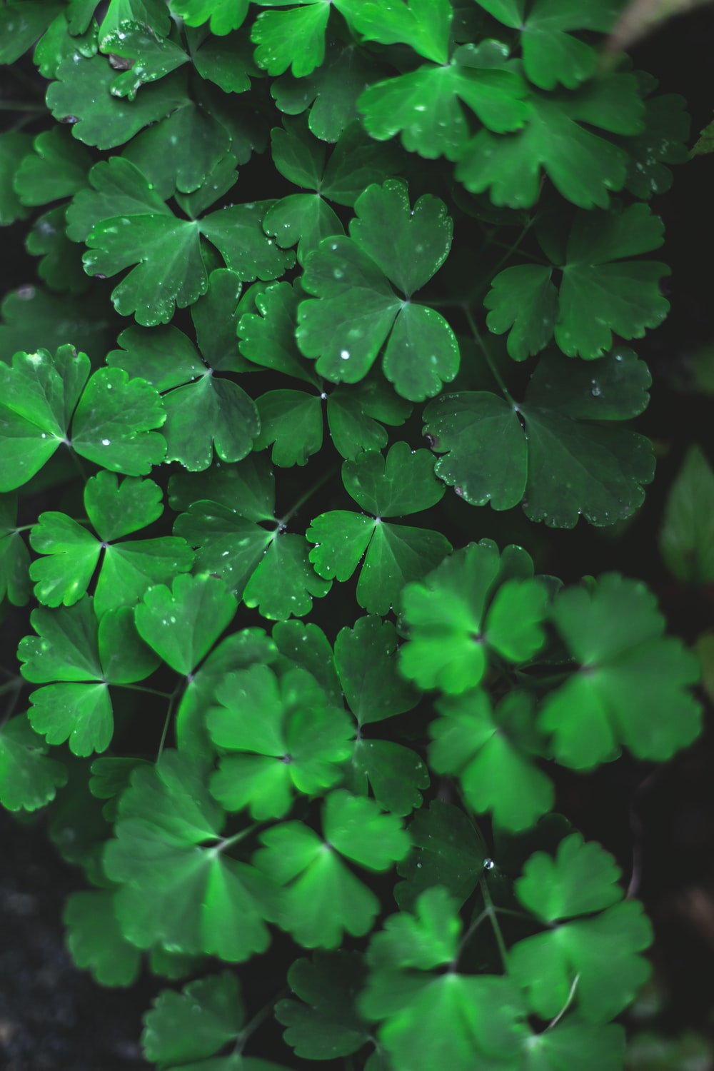 Aesthetic Green Floral Hd Wallpapers