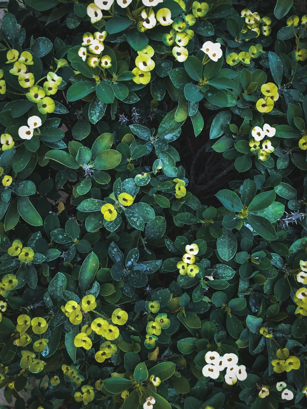 Aesthetic Green Floral Hd Wallpapers