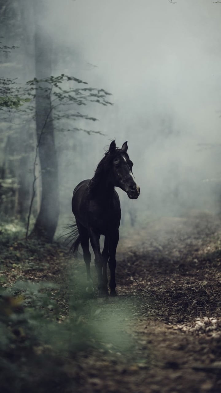 Aesthetic Horse Wallpapers