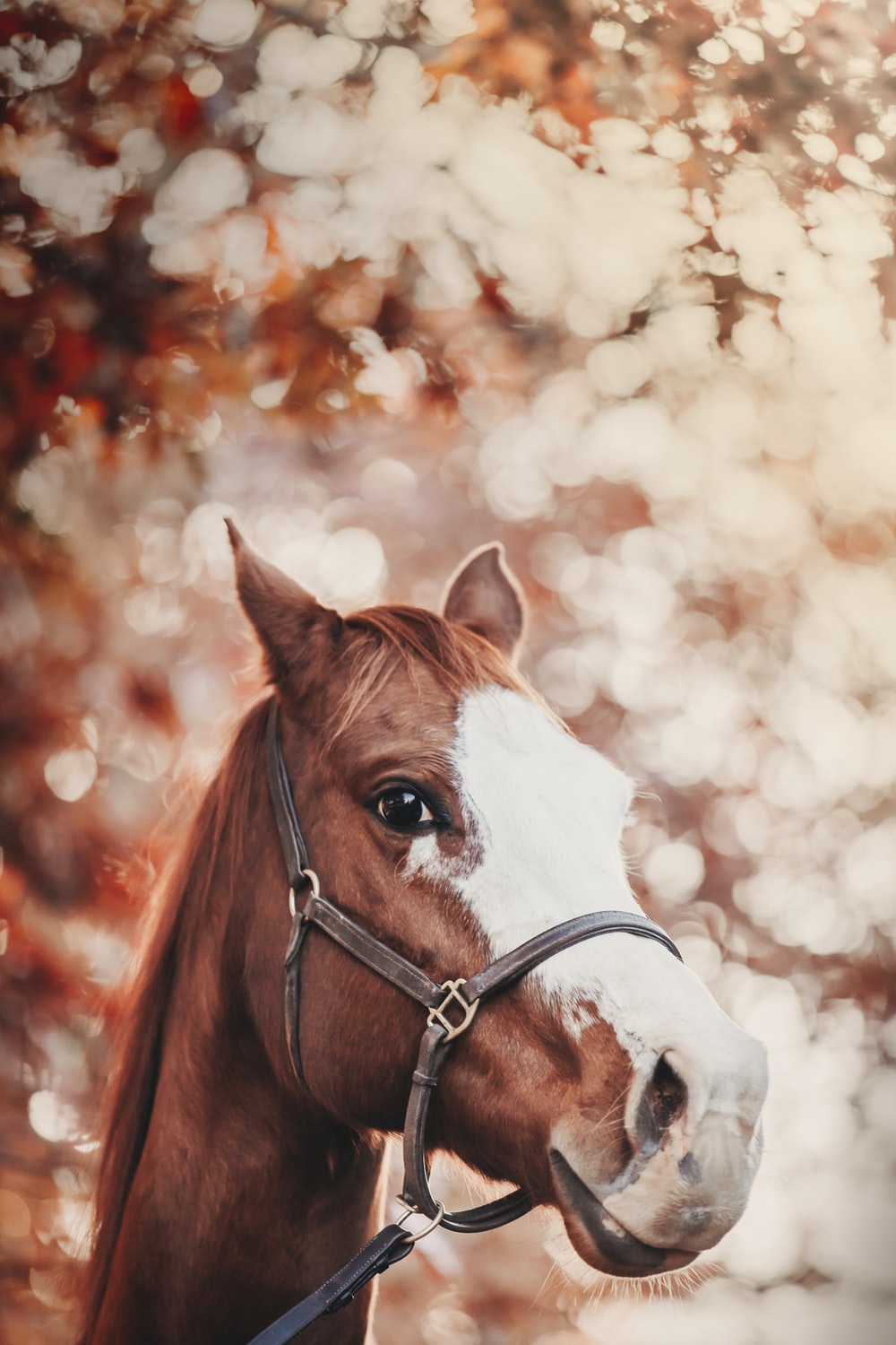 Aesthetic Horse Wallpapers