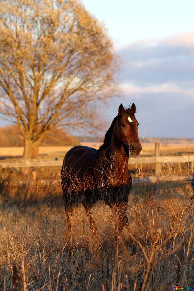 Aesthetic Horse Wallpapers