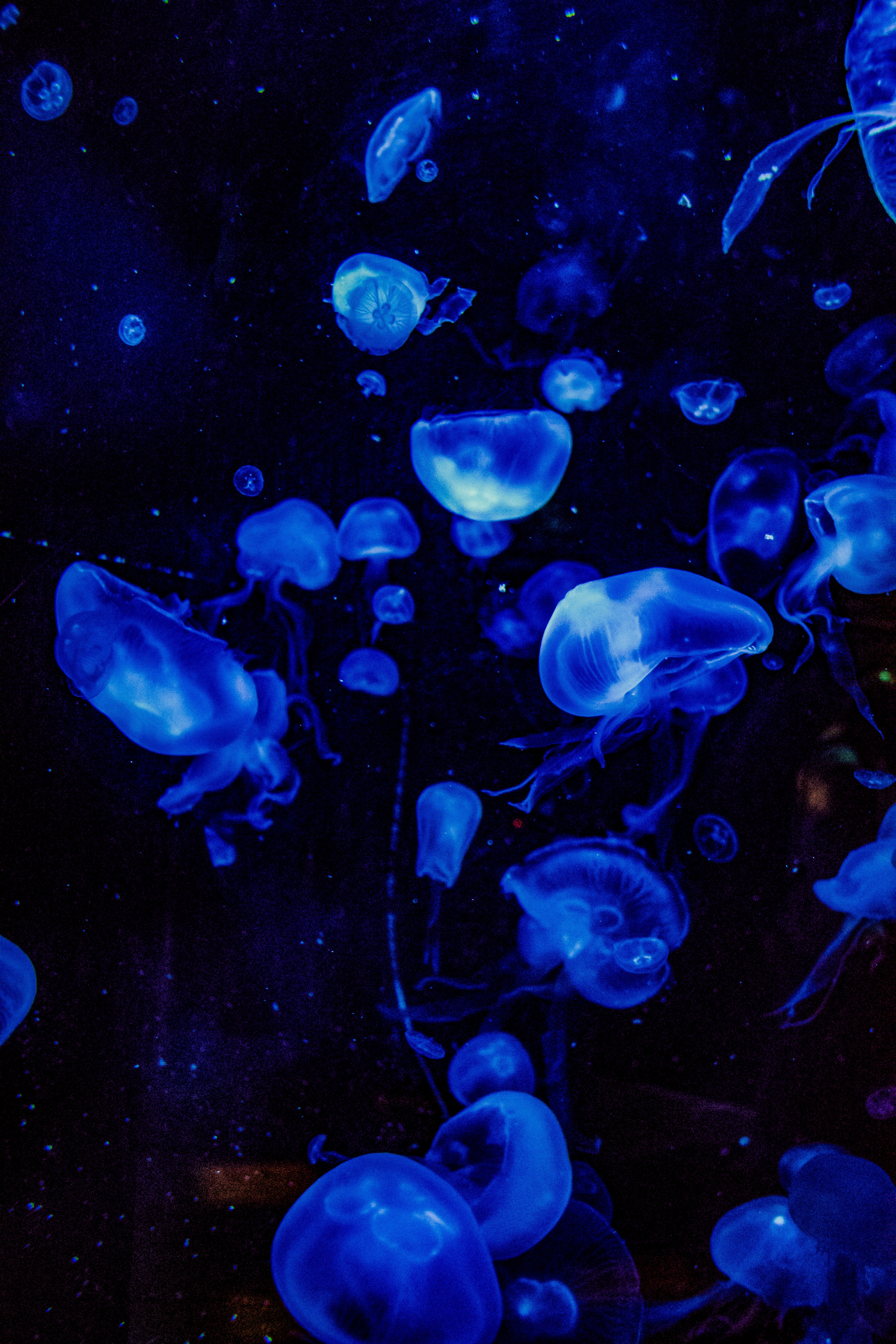 Aesthetic Jellyfish Wallpapers