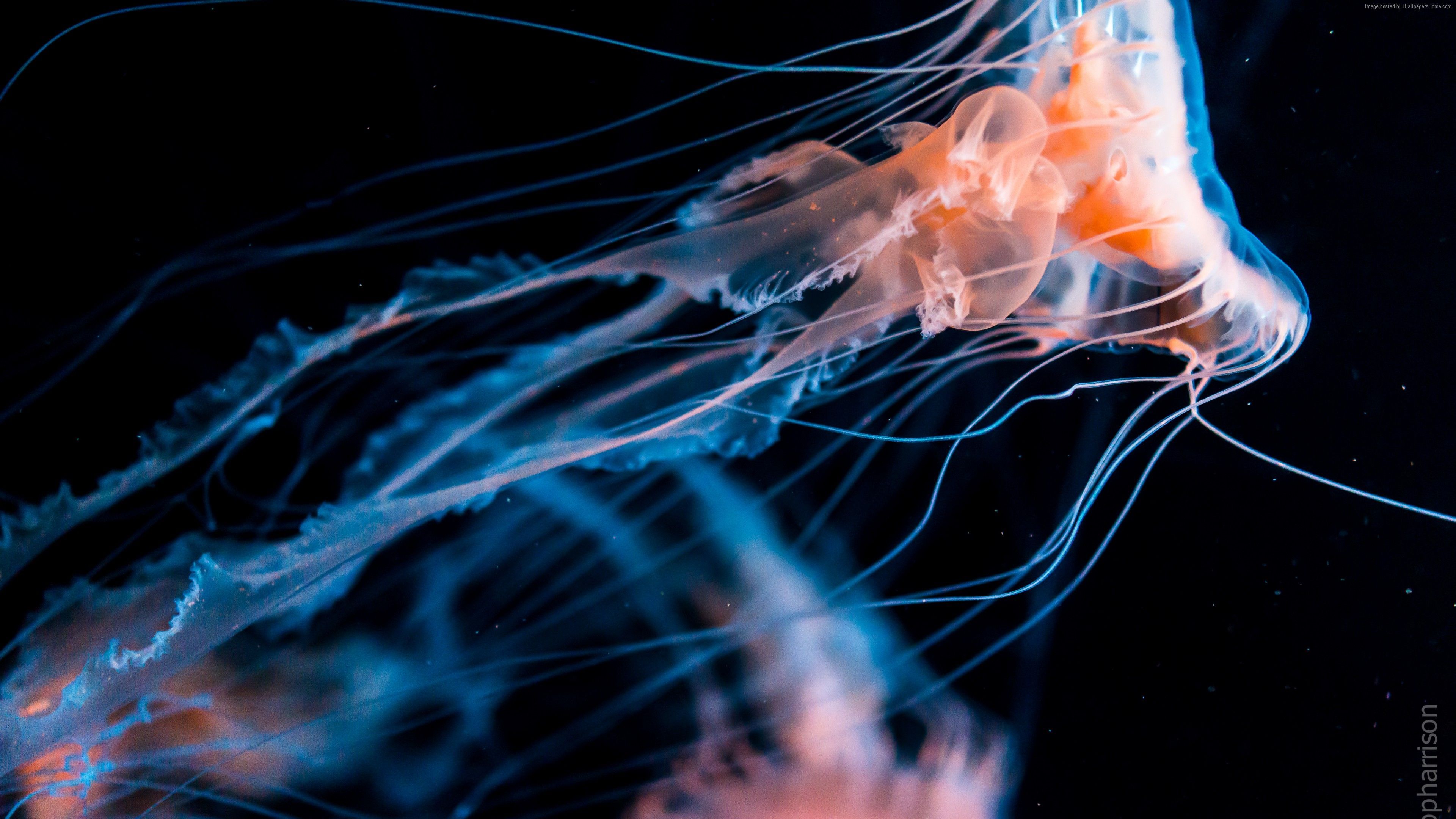 Aesthetic Jellyfish Wallpapers