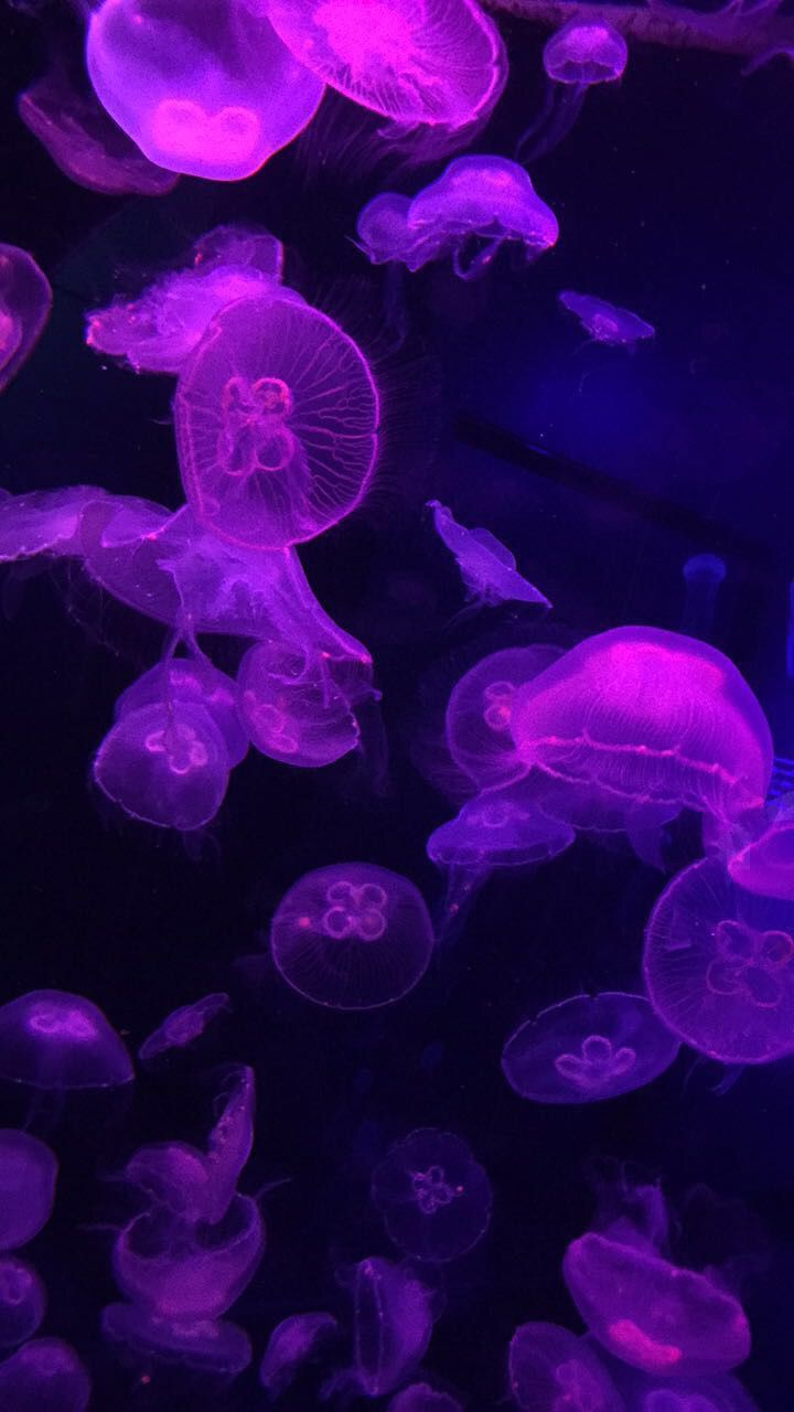 Aesthetic Jellyfish Wallpapers