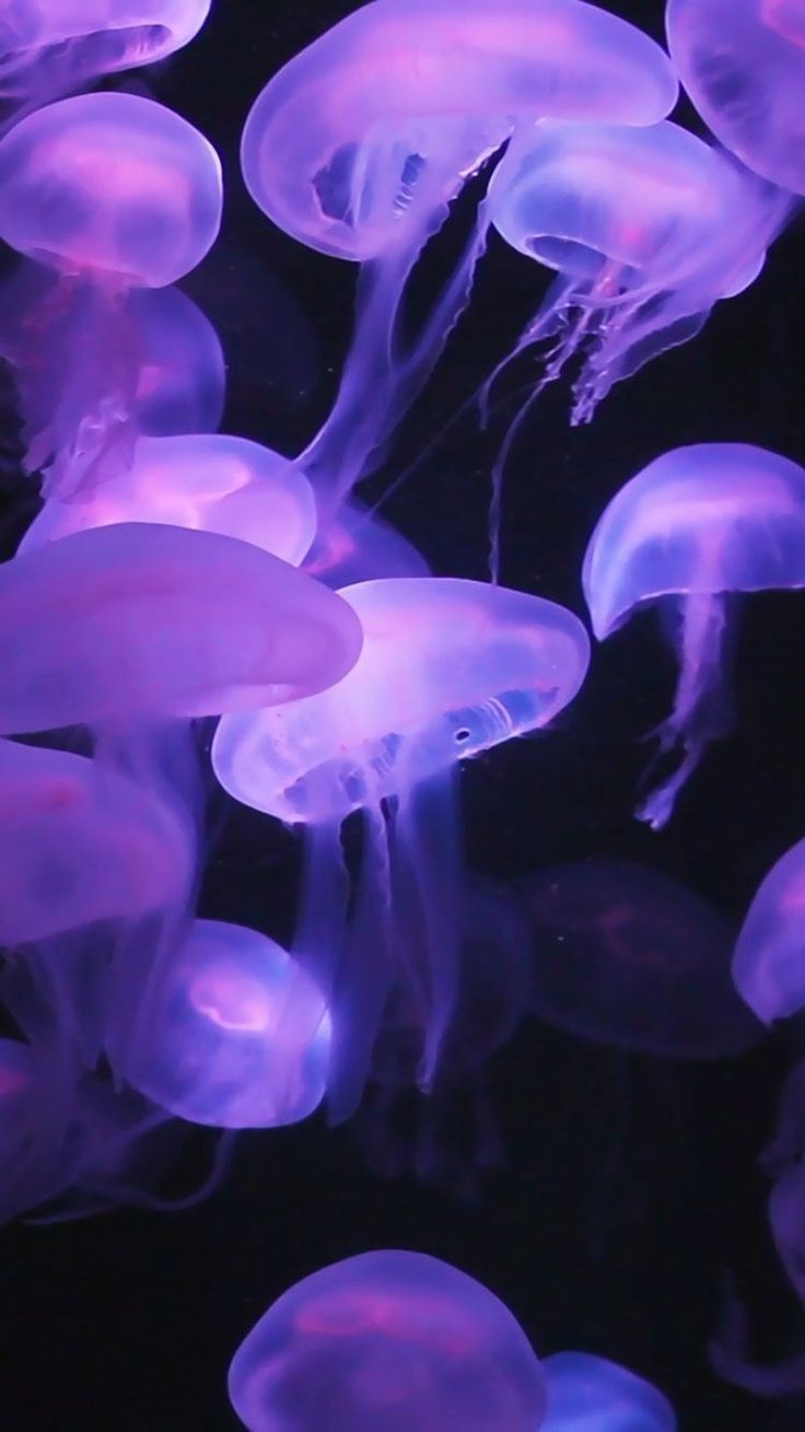 Aesthetic Jellyfish Wallpapers