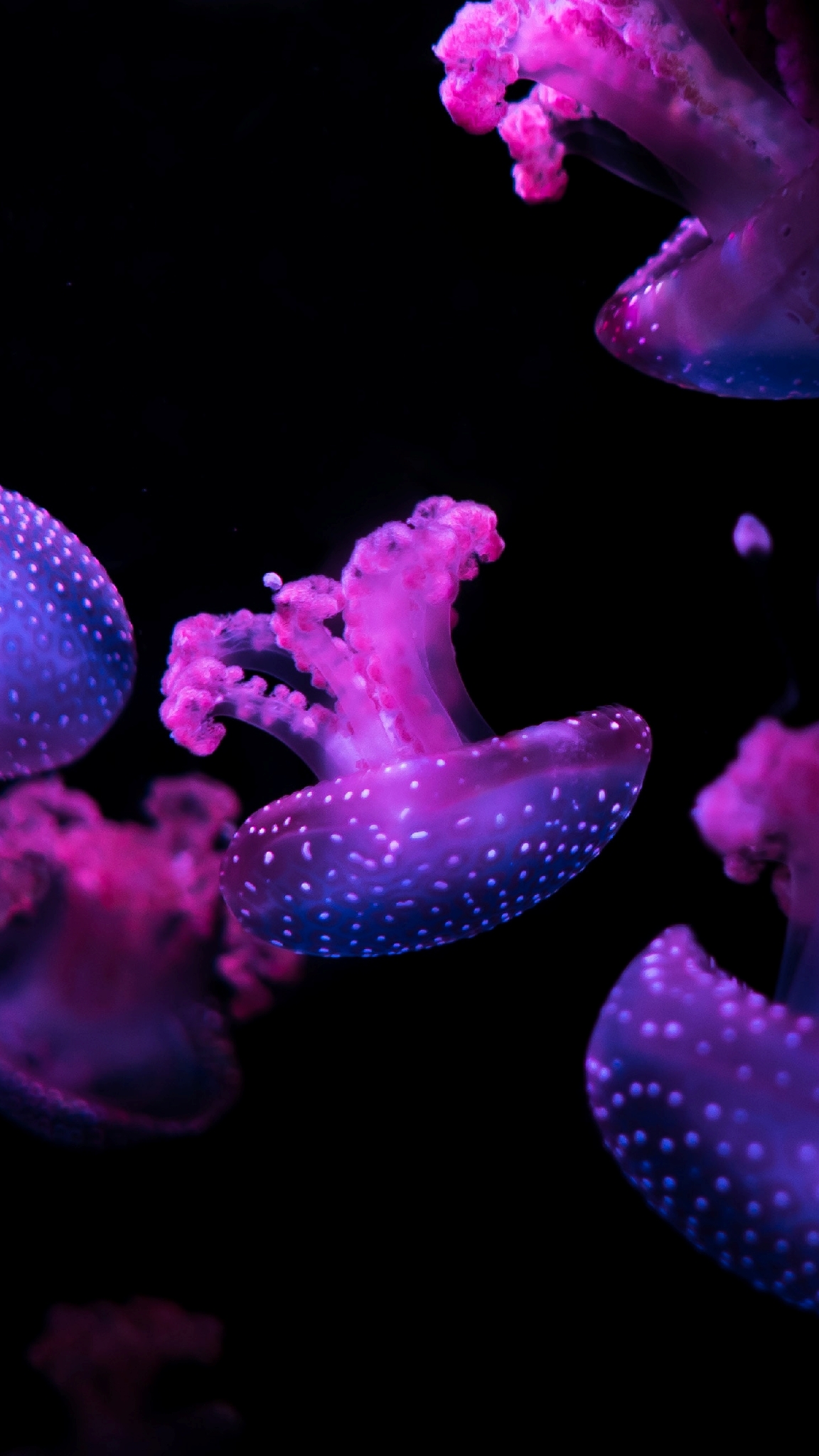 Aesthetic Jellyfish Wallpapers