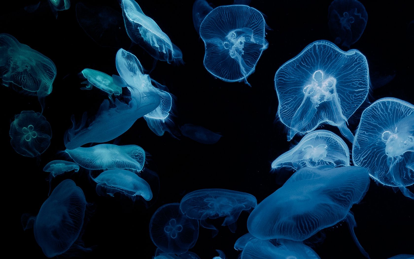 Aesthetic Jellyfish Wallpapers