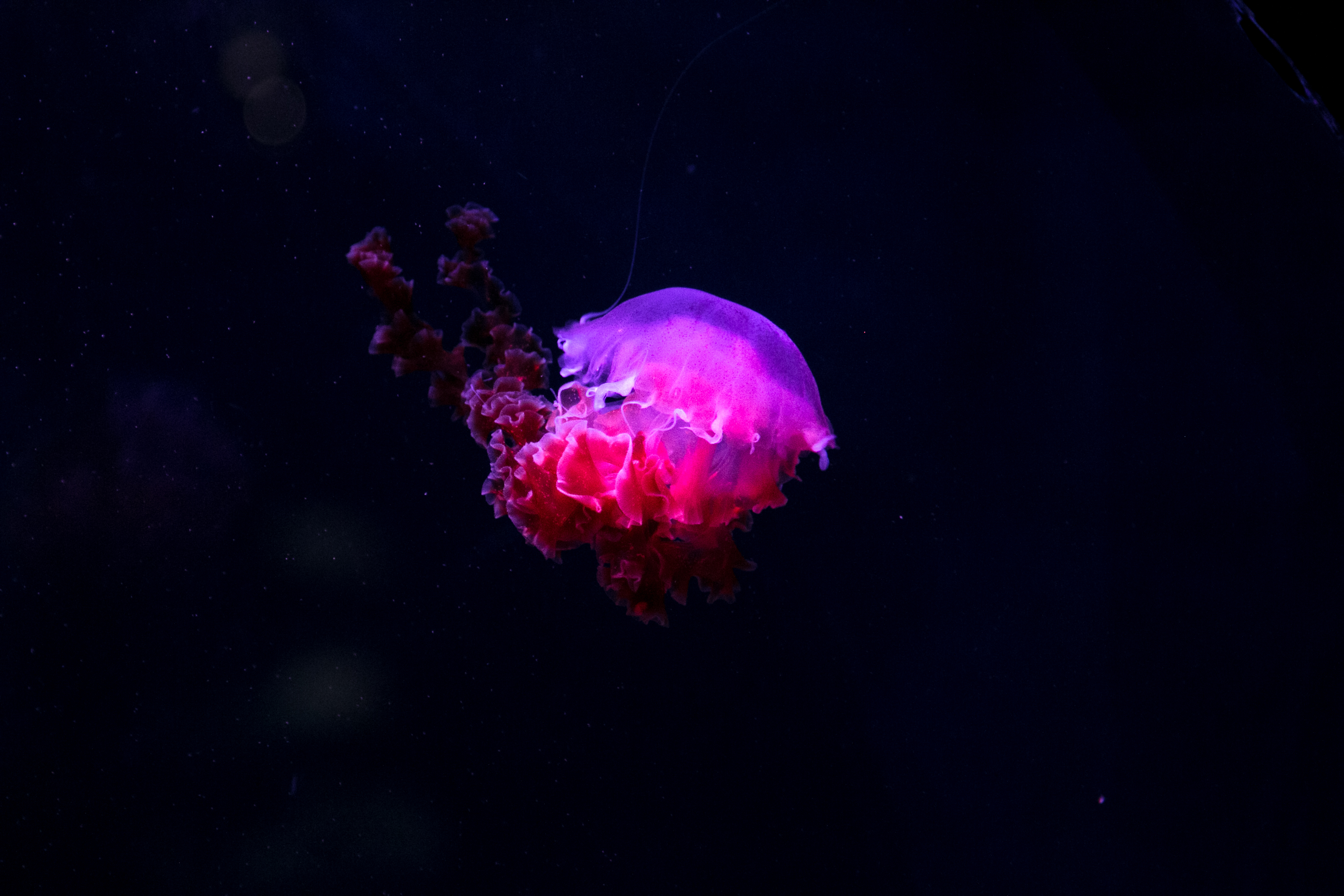 Aesthetic Jellyfish Wallpapers