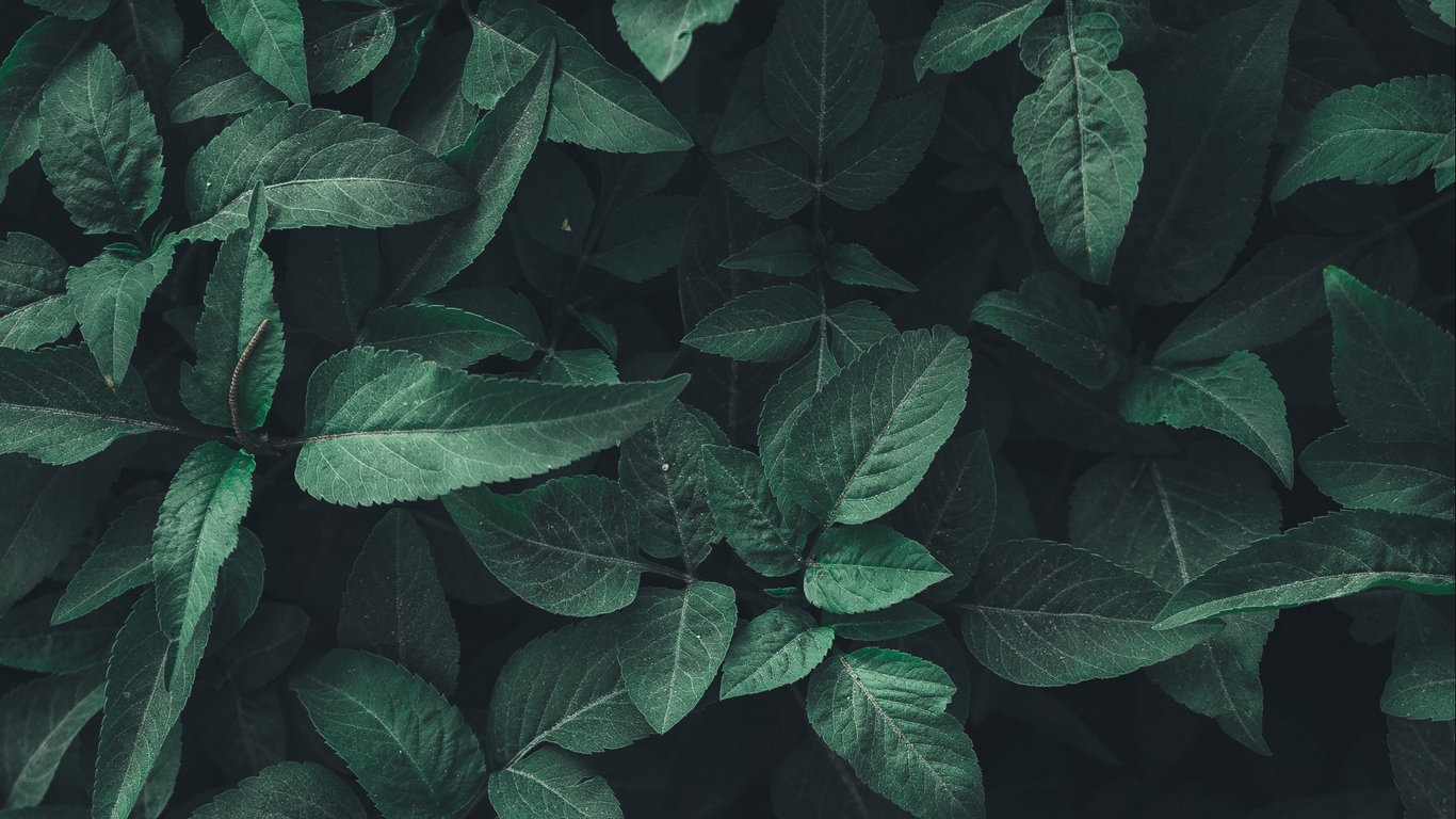 Aesthetic Leaves Wallpapers