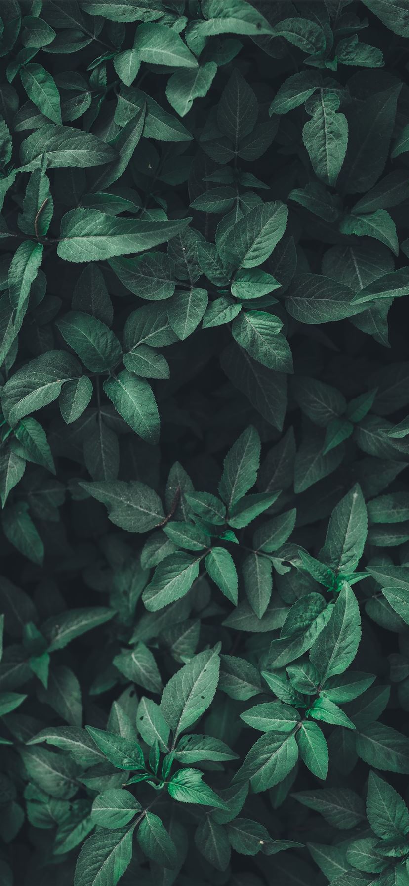 Aesthetic Leaves Wallpapers