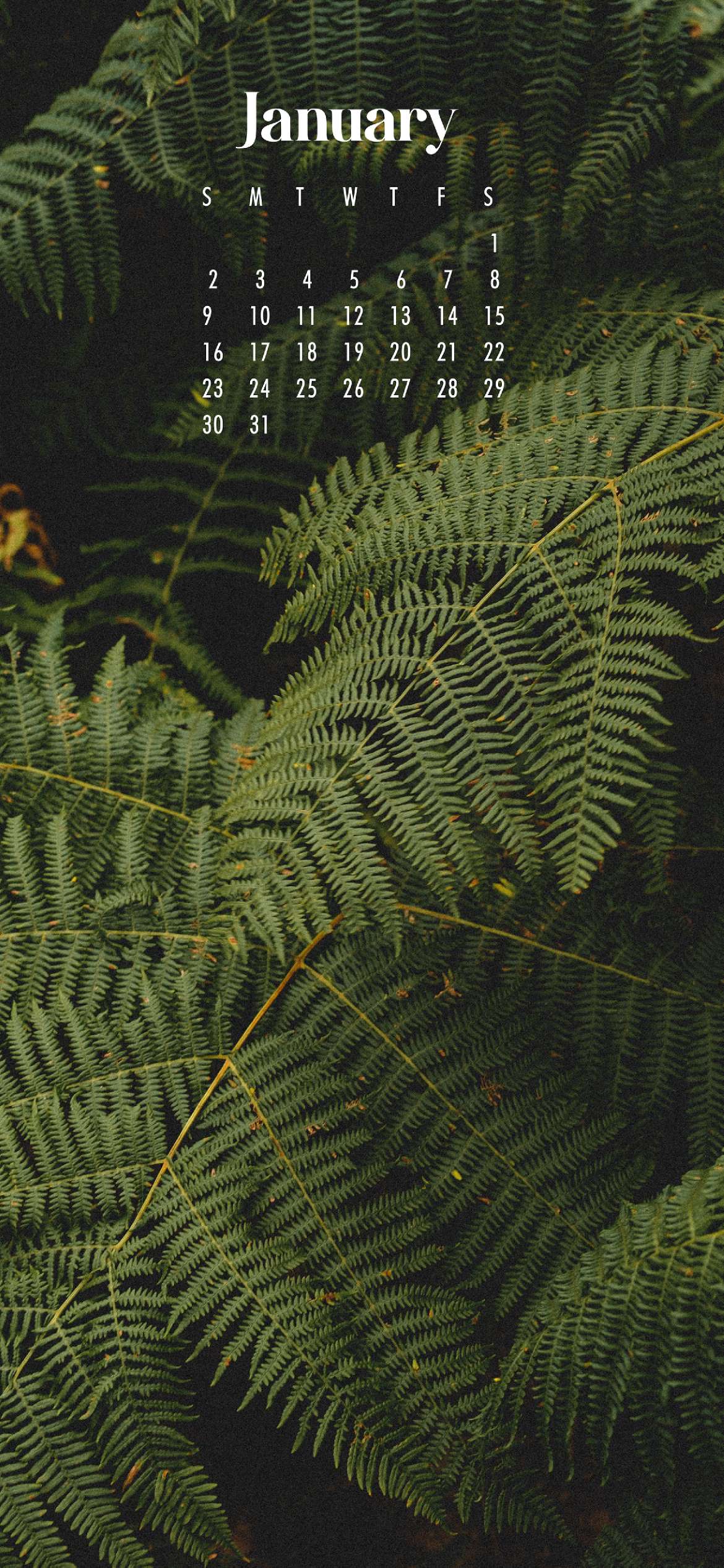 Aesthetic Leaves Wallpapers