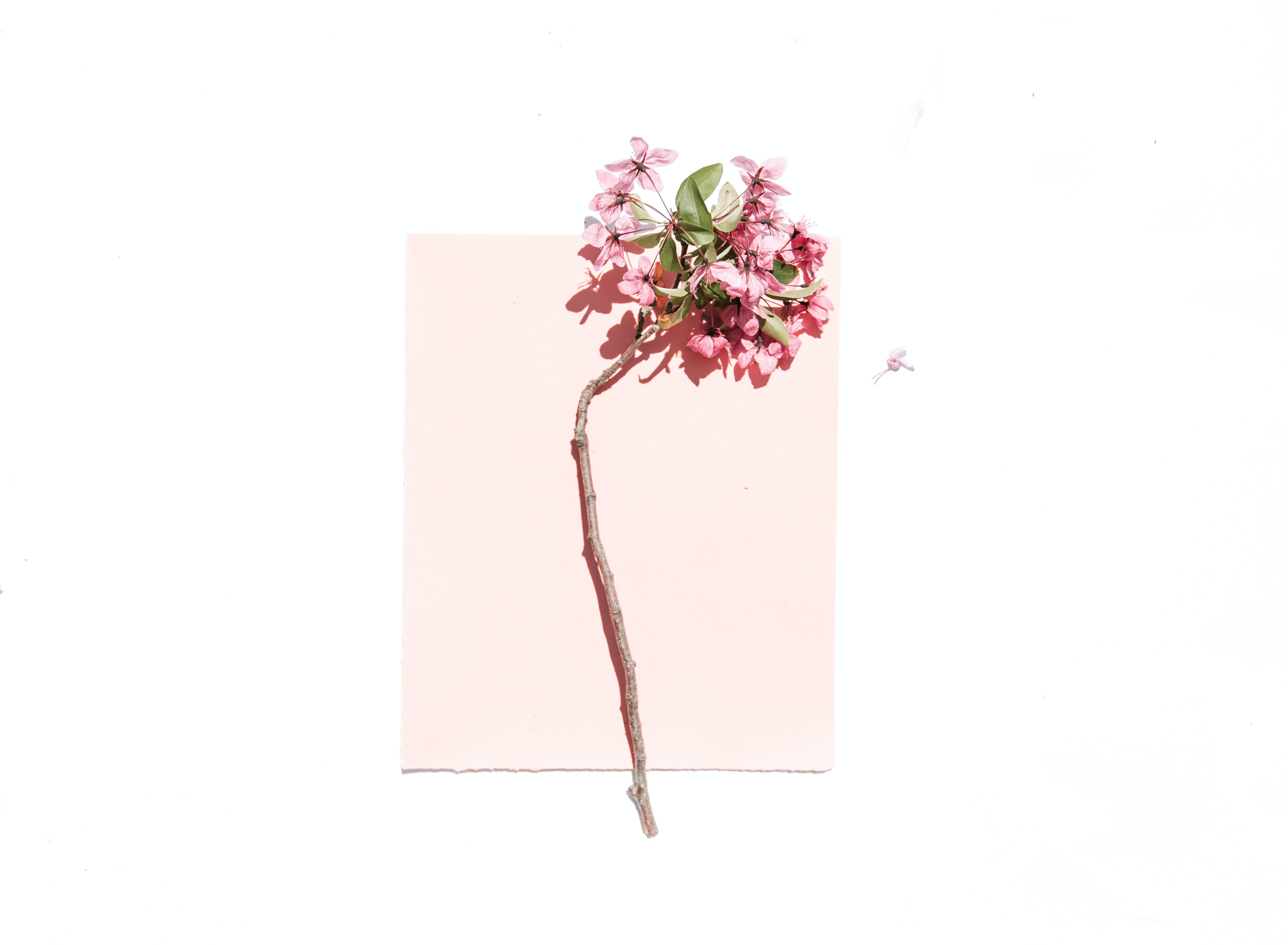 Aesthetic Minimalist Flower Drawing Wallpapers