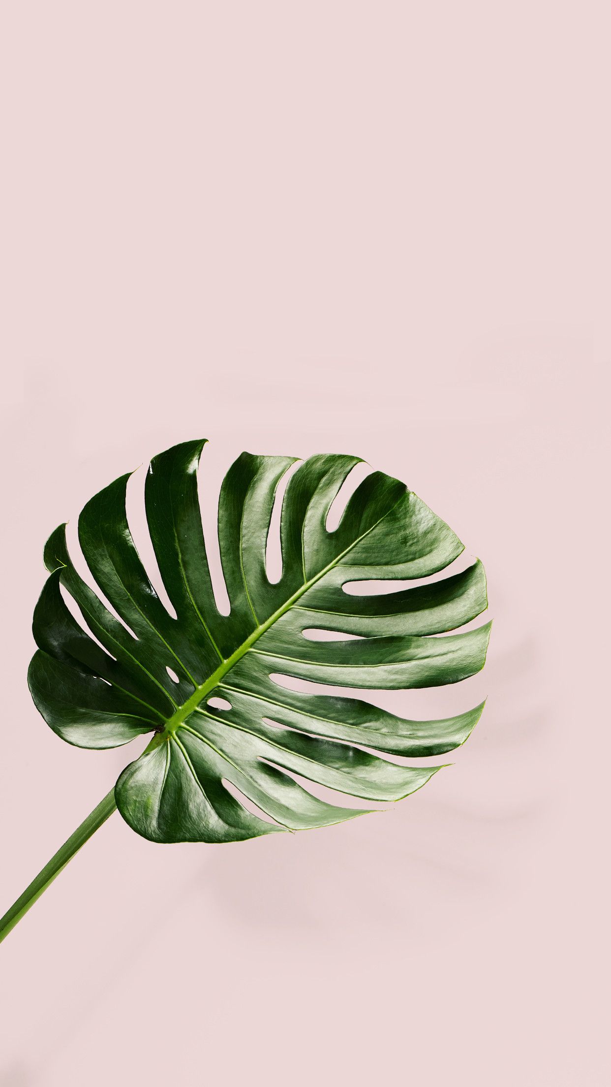 Aesthetic Minimalist Plant Desktop Wallpapers