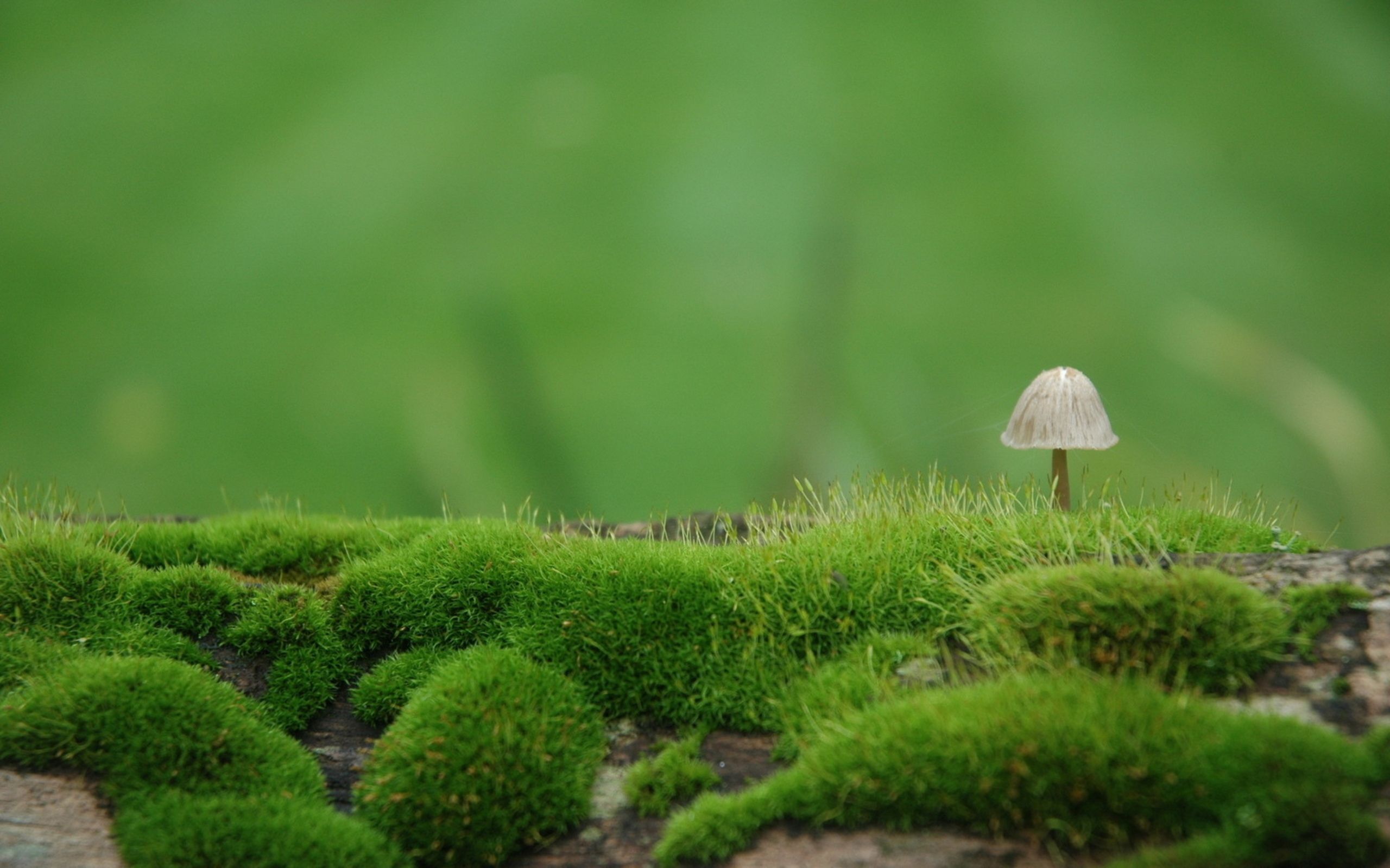 Aesthetic Mushroom Wallpapers