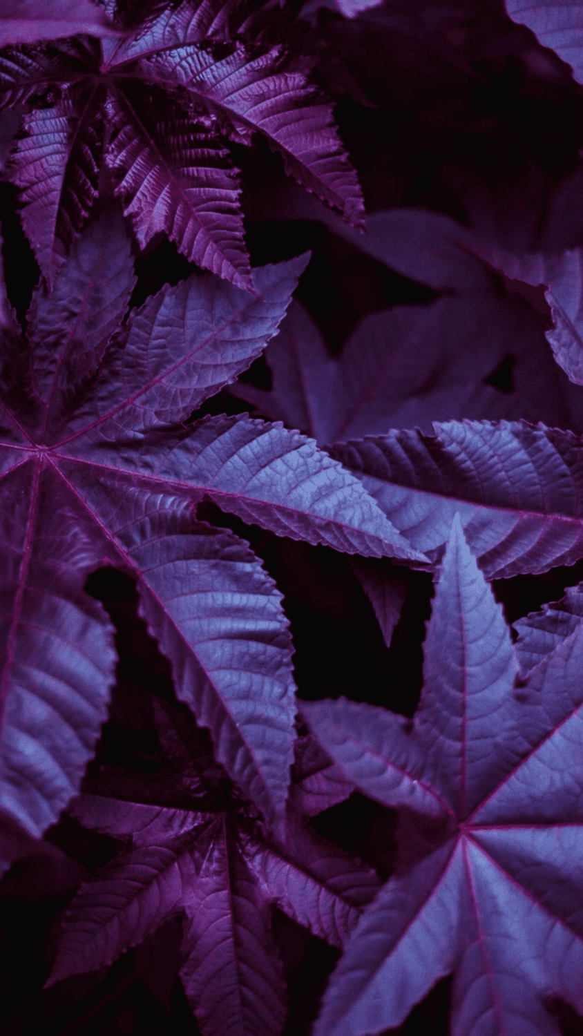 Aesthetic Neon Purple Wallpapers