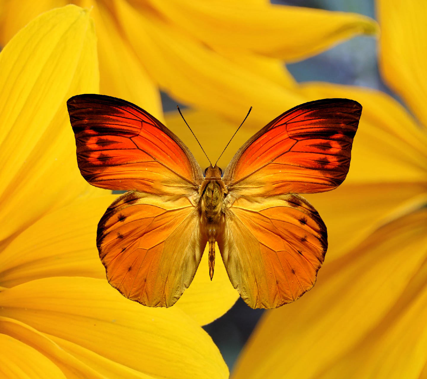 Aesthetic Orange Butterfly Wallpapers