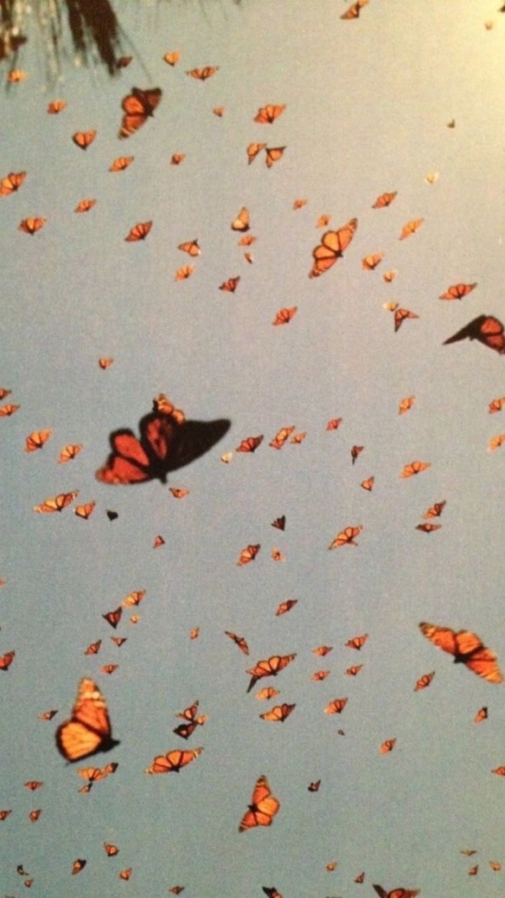 Aesthetic Orange Butterfly Wallpapers