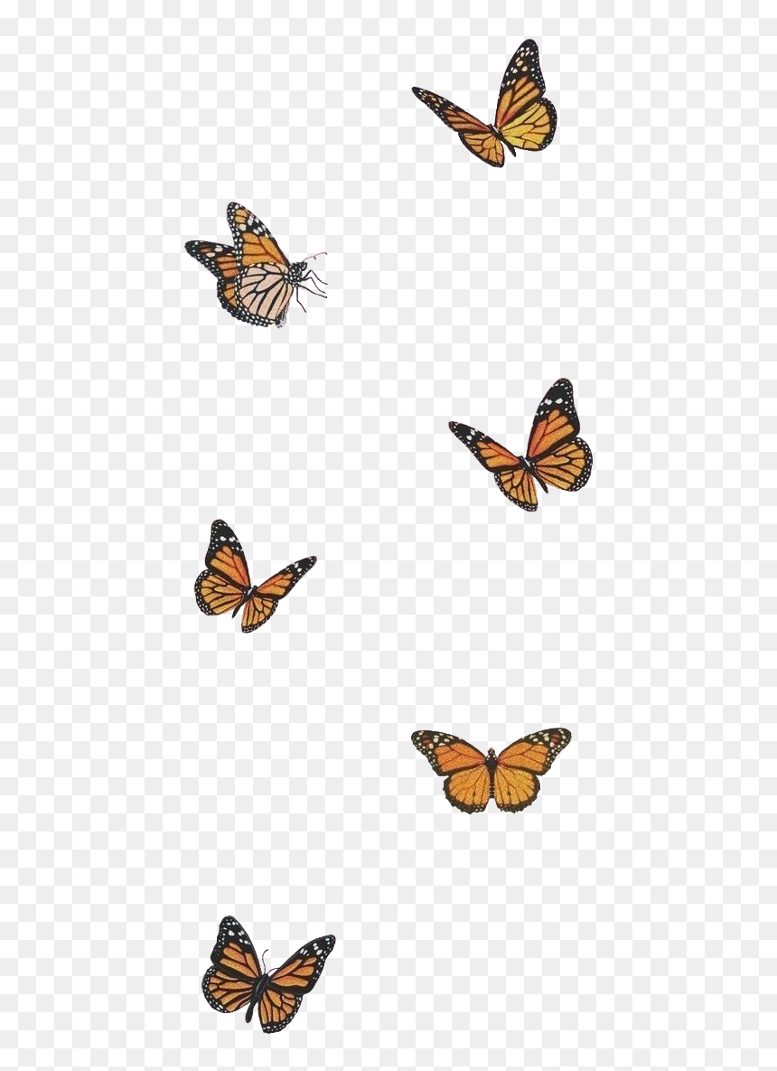 Aesthetic Orange Butterfly Wallpapers