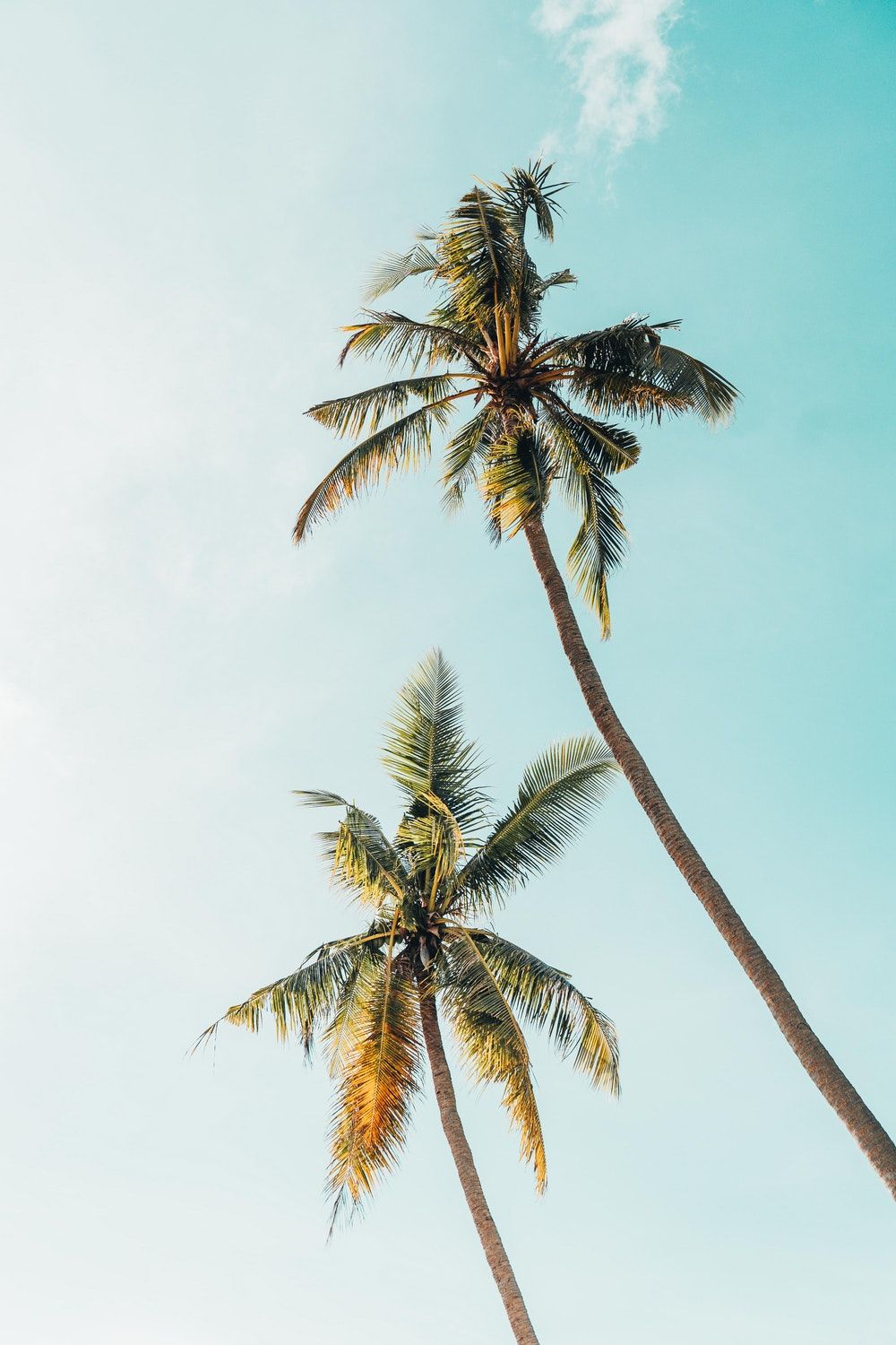 Aesthetic Palm Tree Wallpapers