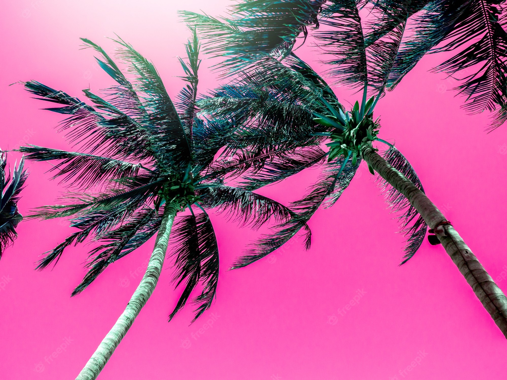 Aesthetic Palm Tree Wallpapers