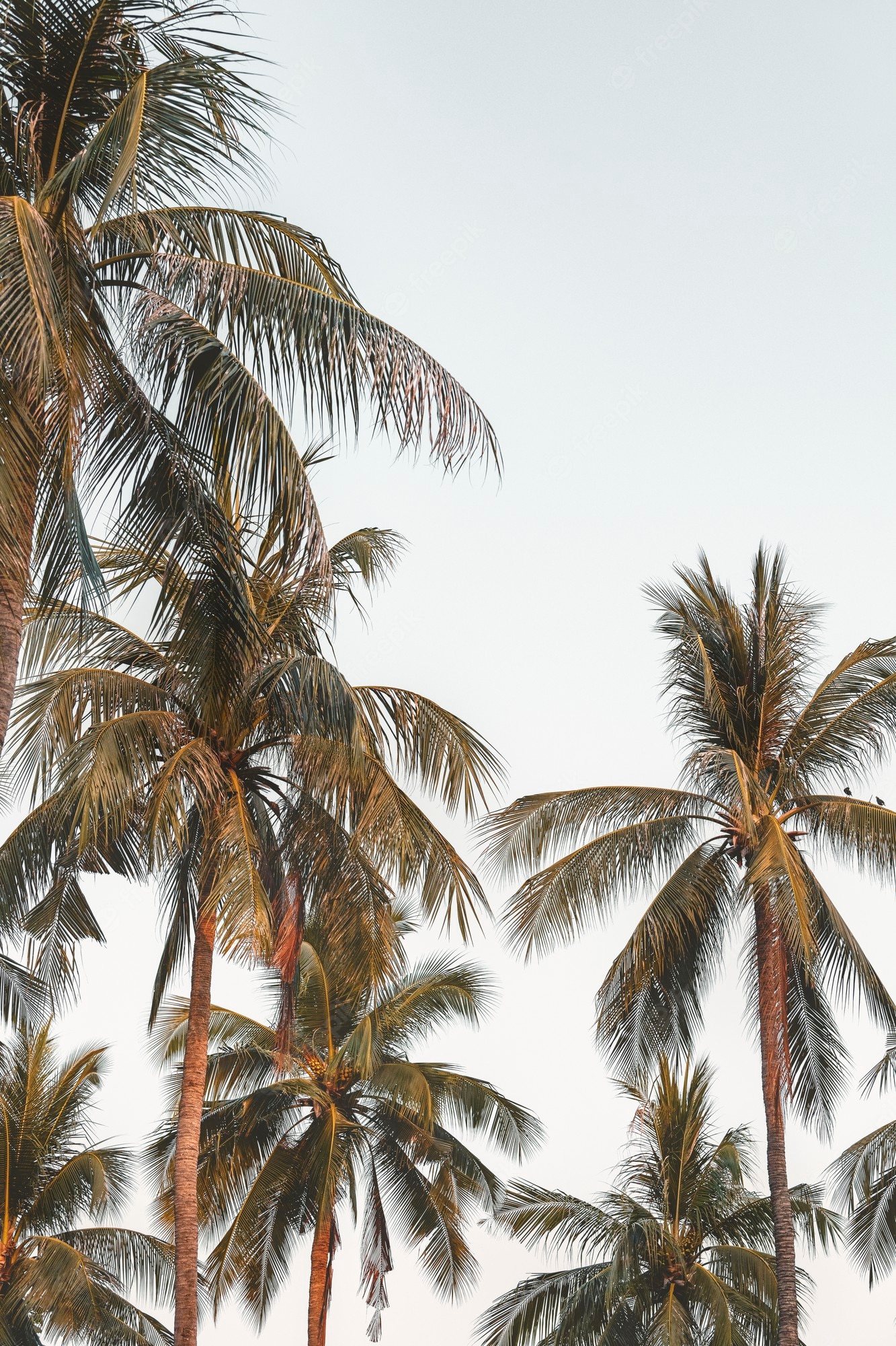 Aesthetic Palm Tree Phone Wallpapers