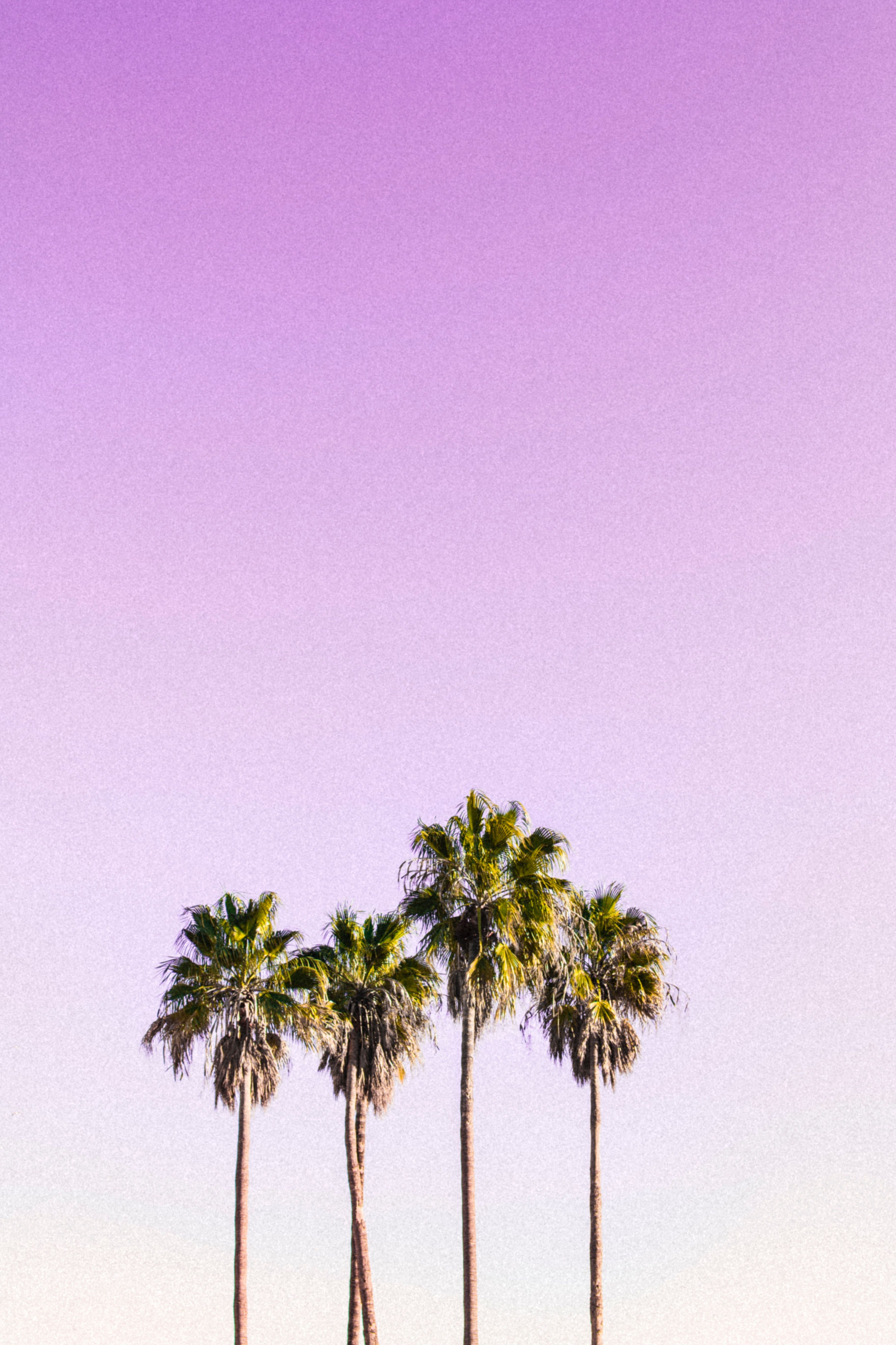 Aesthetic Palm Tree Phone Wallpapers