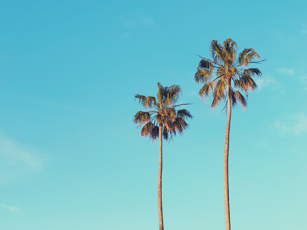 Aesthetic Palm Tree Phone Wallpapers