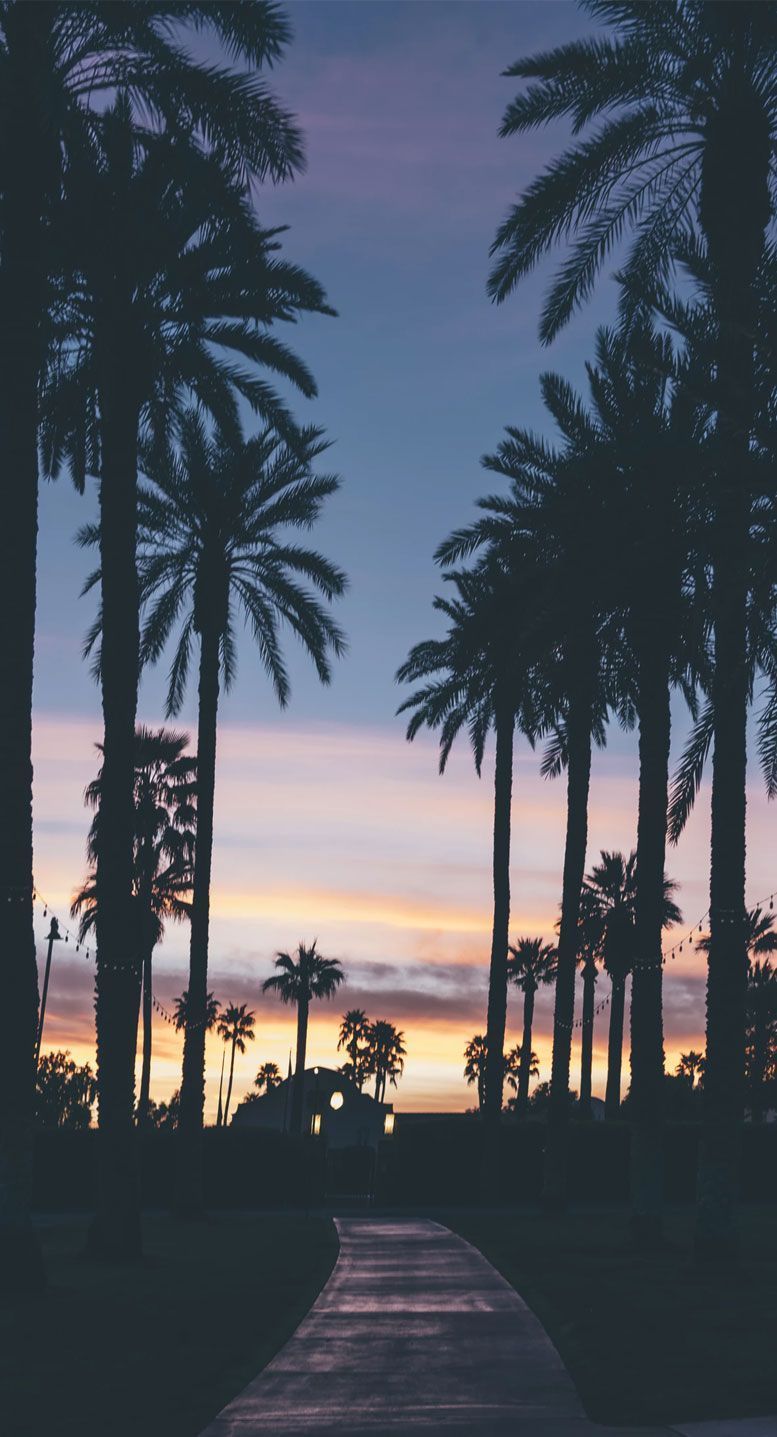 Aesthetic Palm Tree Phone Wallpapers