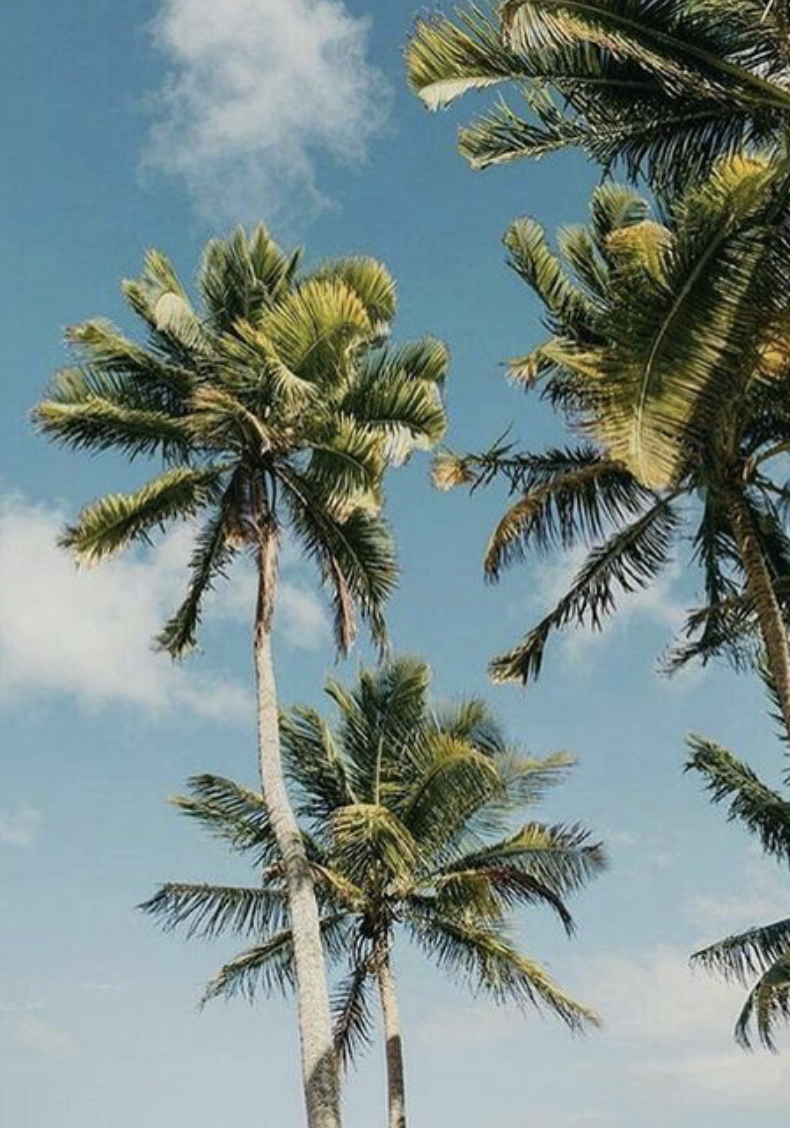 Aesthetic Palm Tree Phone Wallpapers